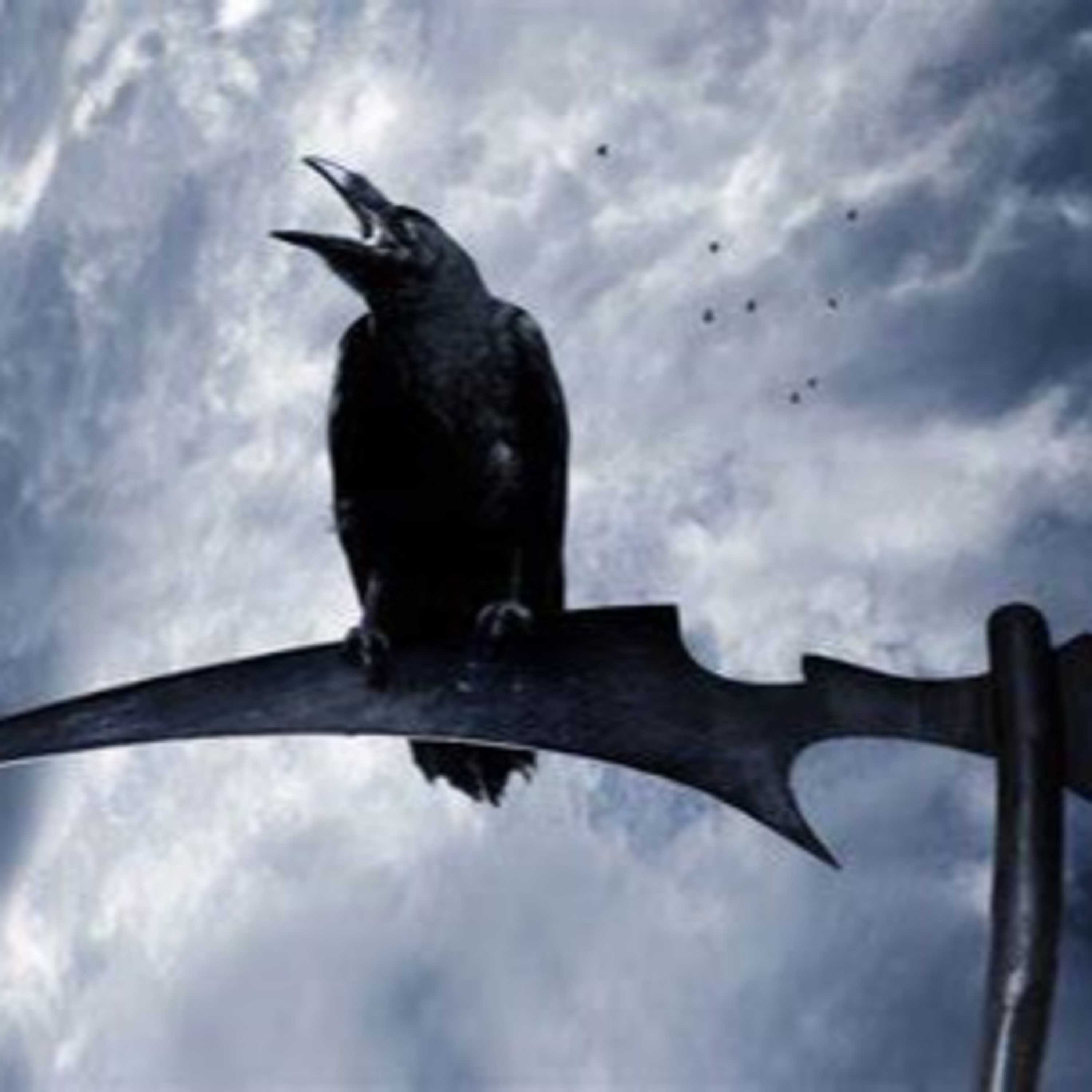 Dr Steve\'s Murder of Crows