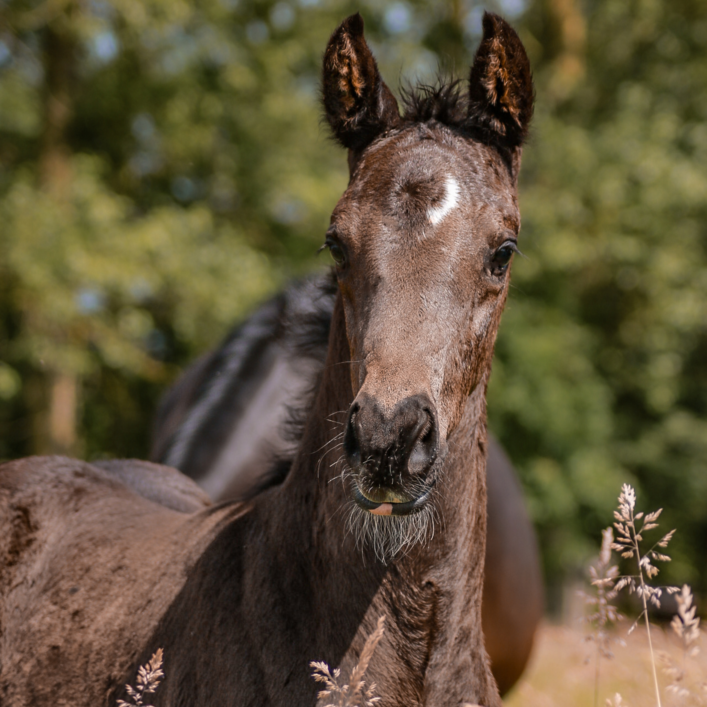 ABdressage - en équilibre - The Audrey Blau’s podcast
