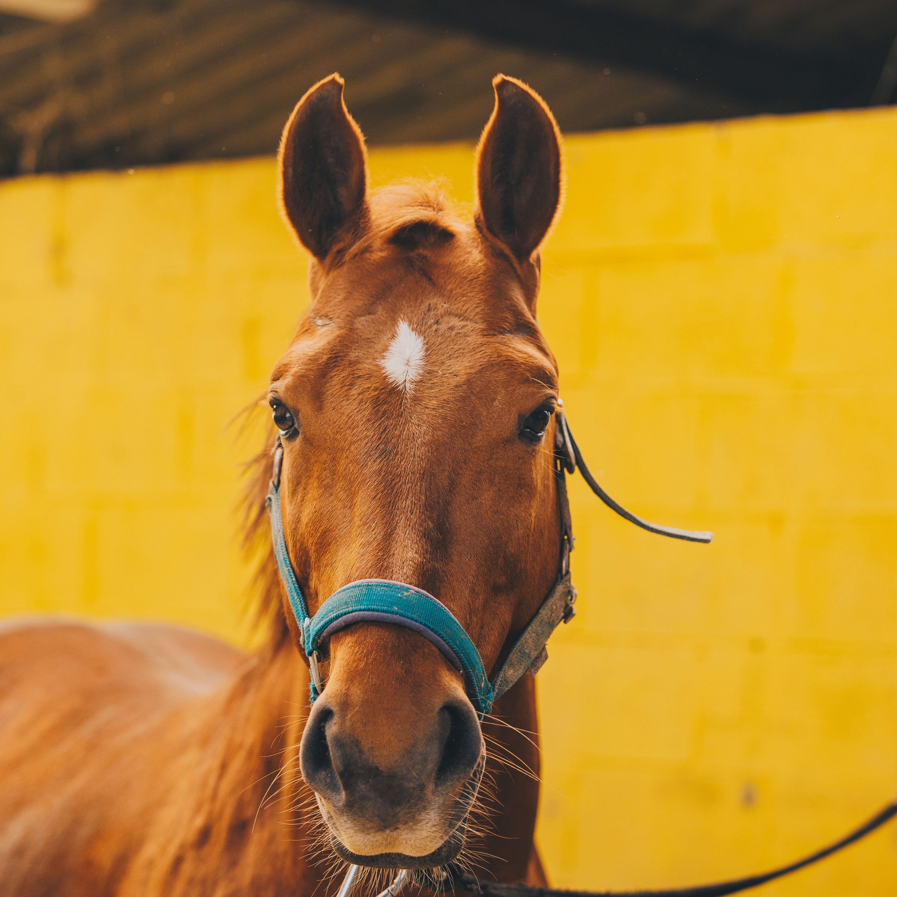 ABdressage - en équilibre - The Audrey Blau’s podcast