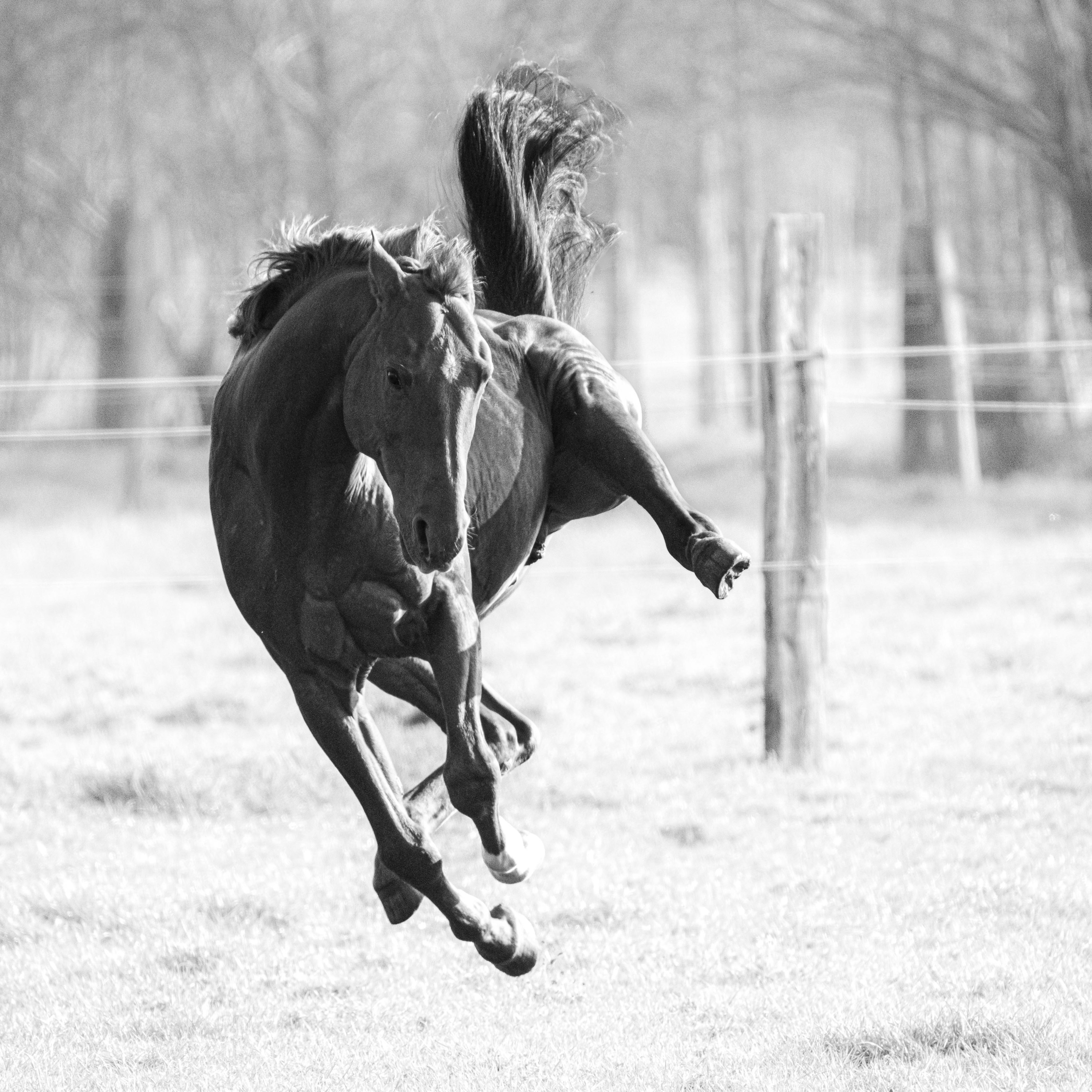ABdressage - en équilibre - The Audrey Blau’s podcast