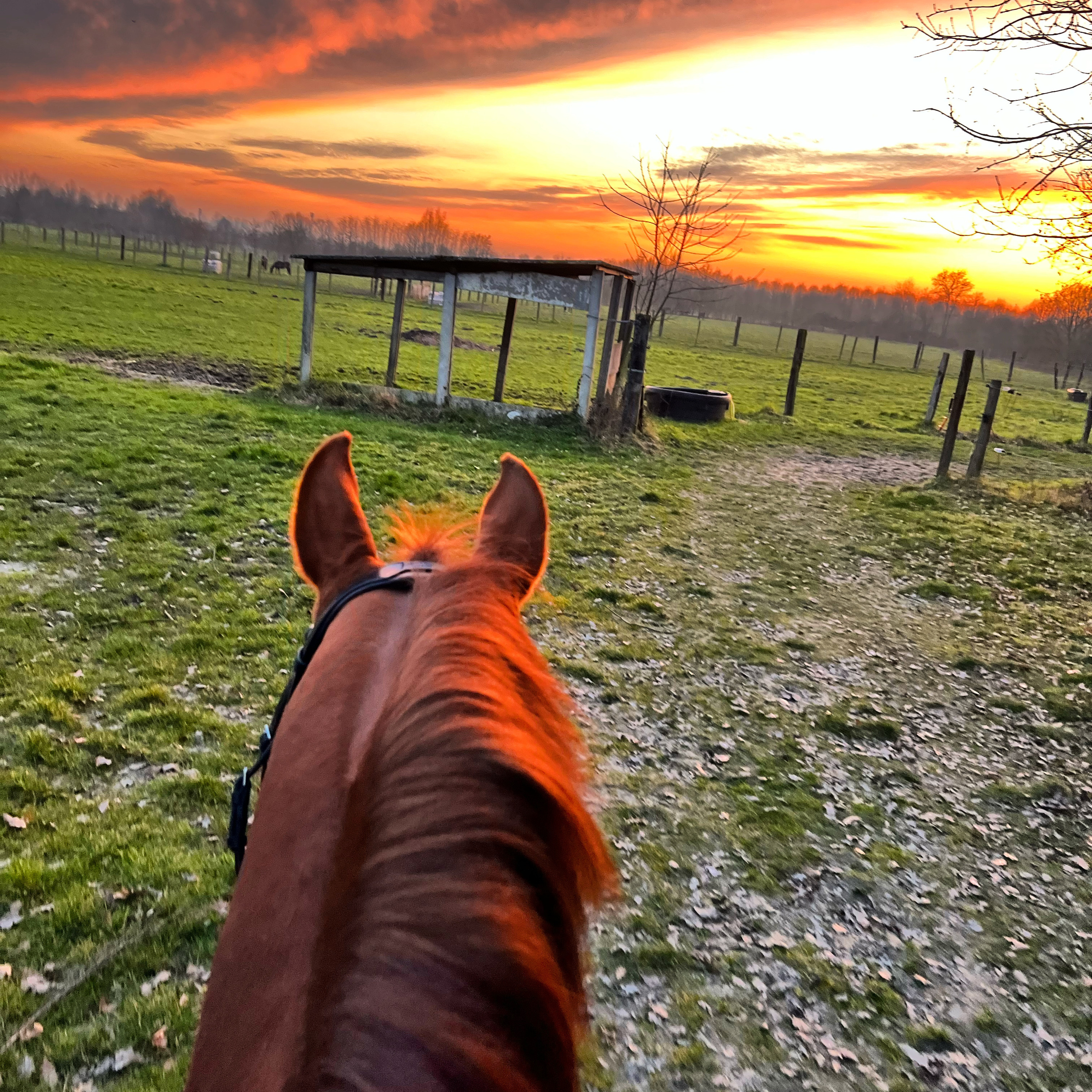 ABdressage - en équilibre - The Audrey Blau’s podcast