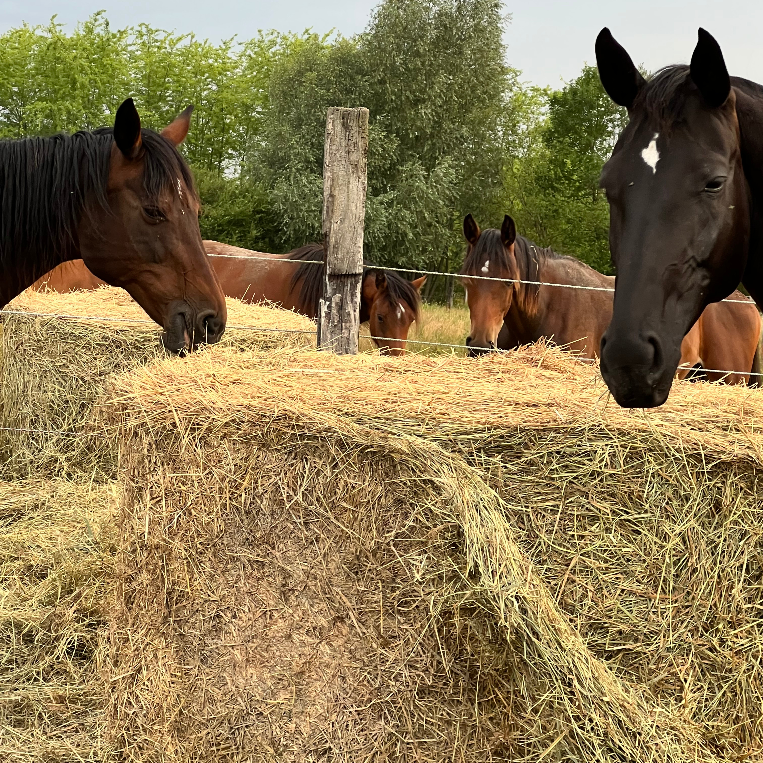 ABdressage - en équilibre - The Audrey Blau’s podcast