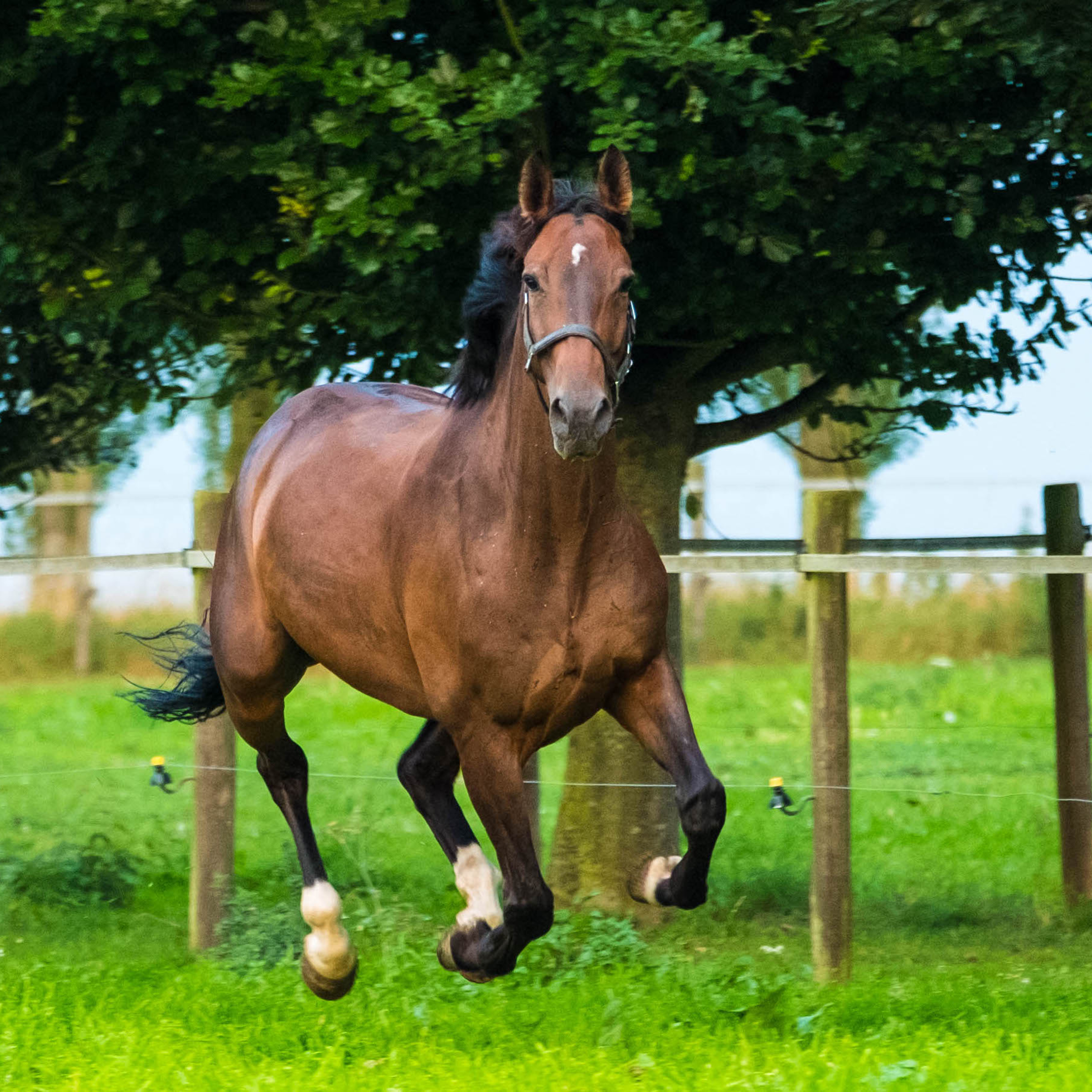 ABdressage - en équilibre - The Audrey Blau’s podcast