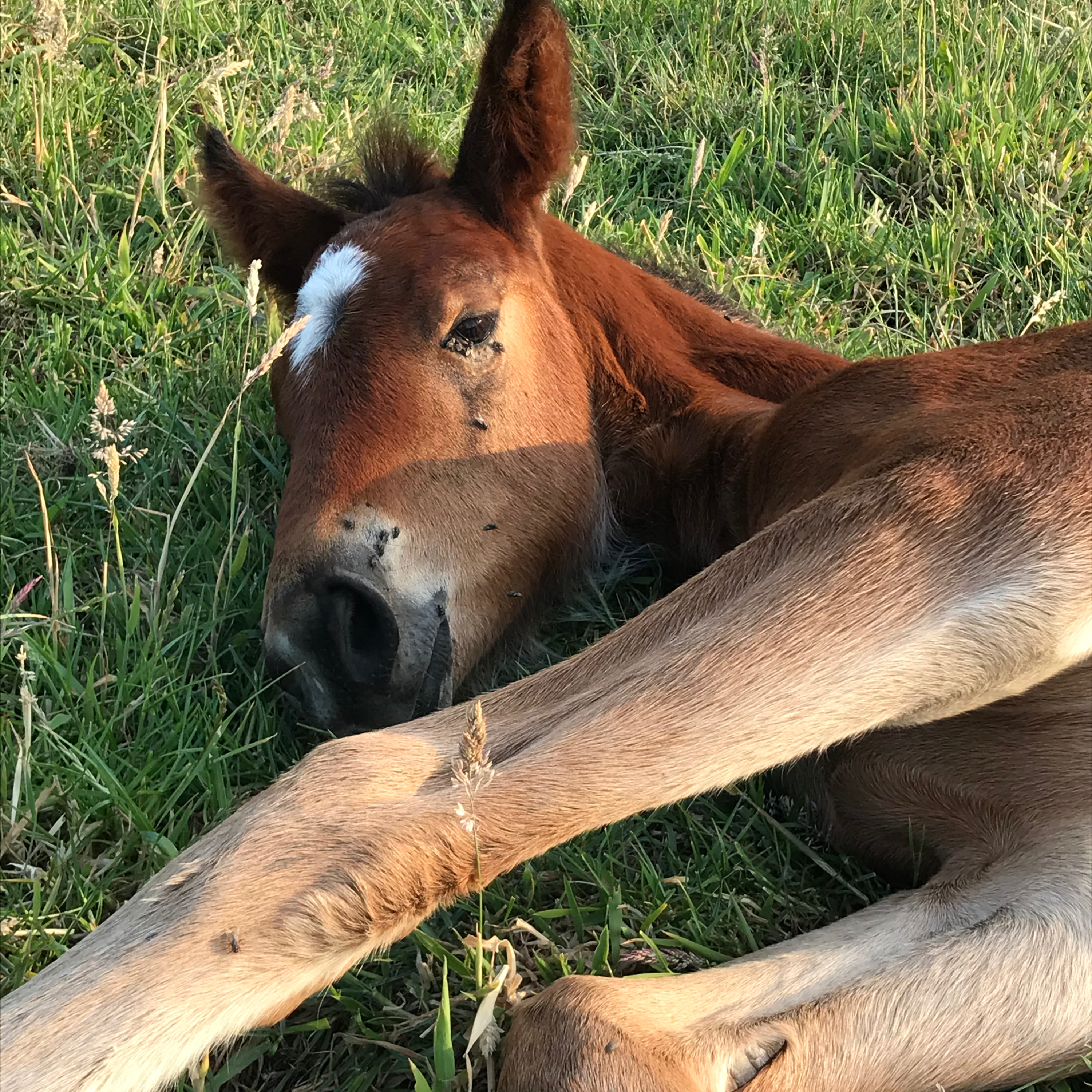 ABdressage - en équilibre - The Audrey Blau’s podcast
