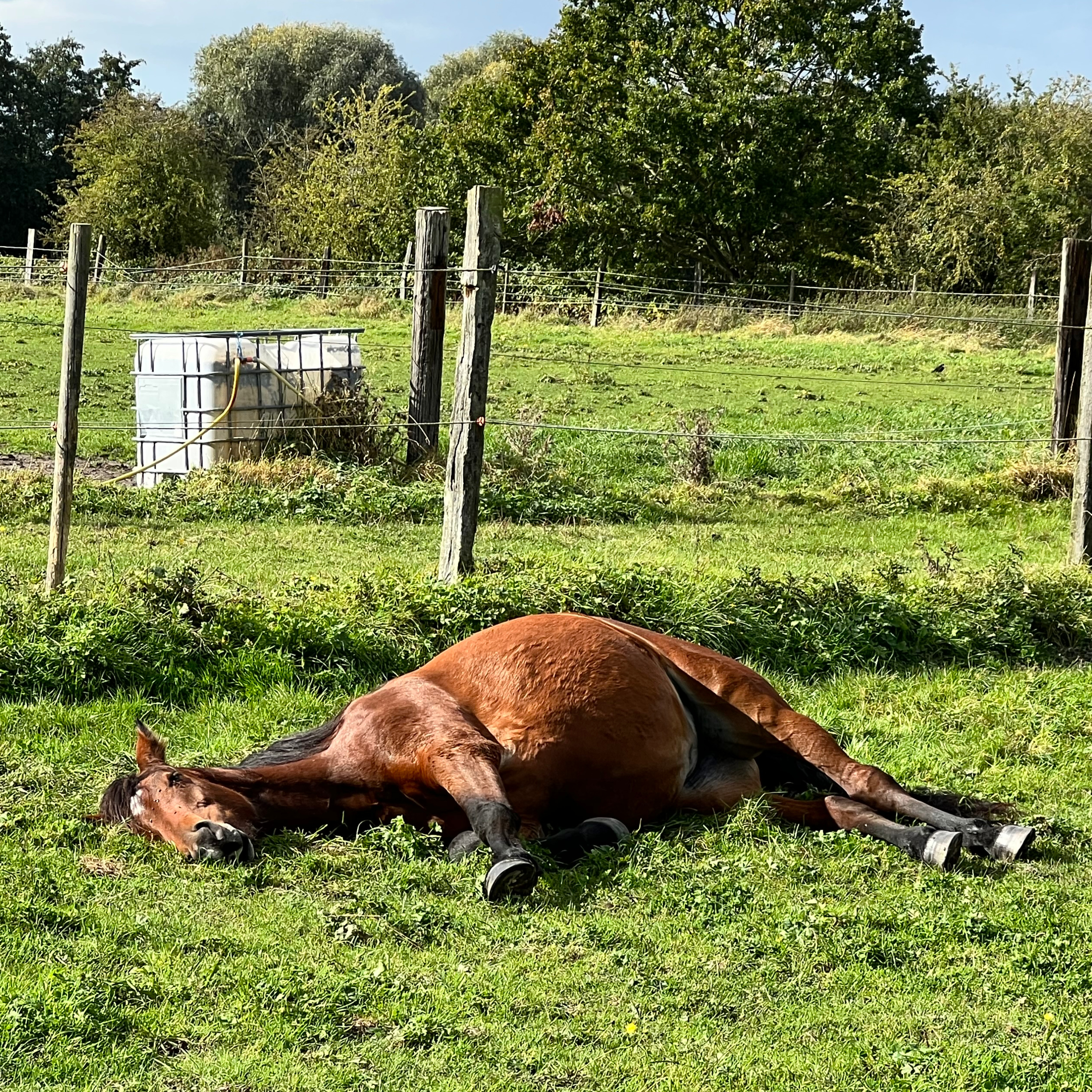 ABdressage - en équilibre - The Audrey Blau’s podcast