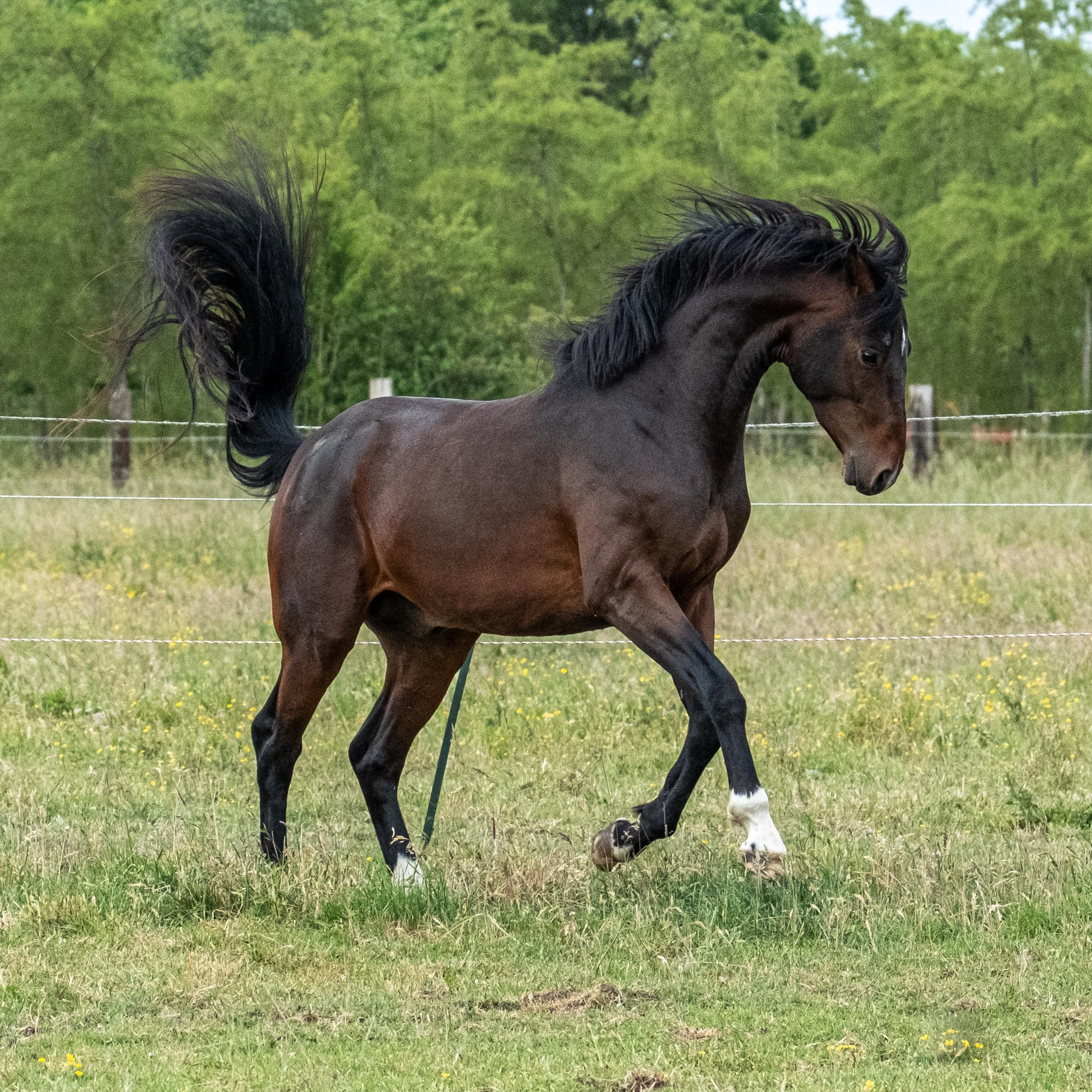 ABdressage - en équilibre - The Audrey Blau’s podcast