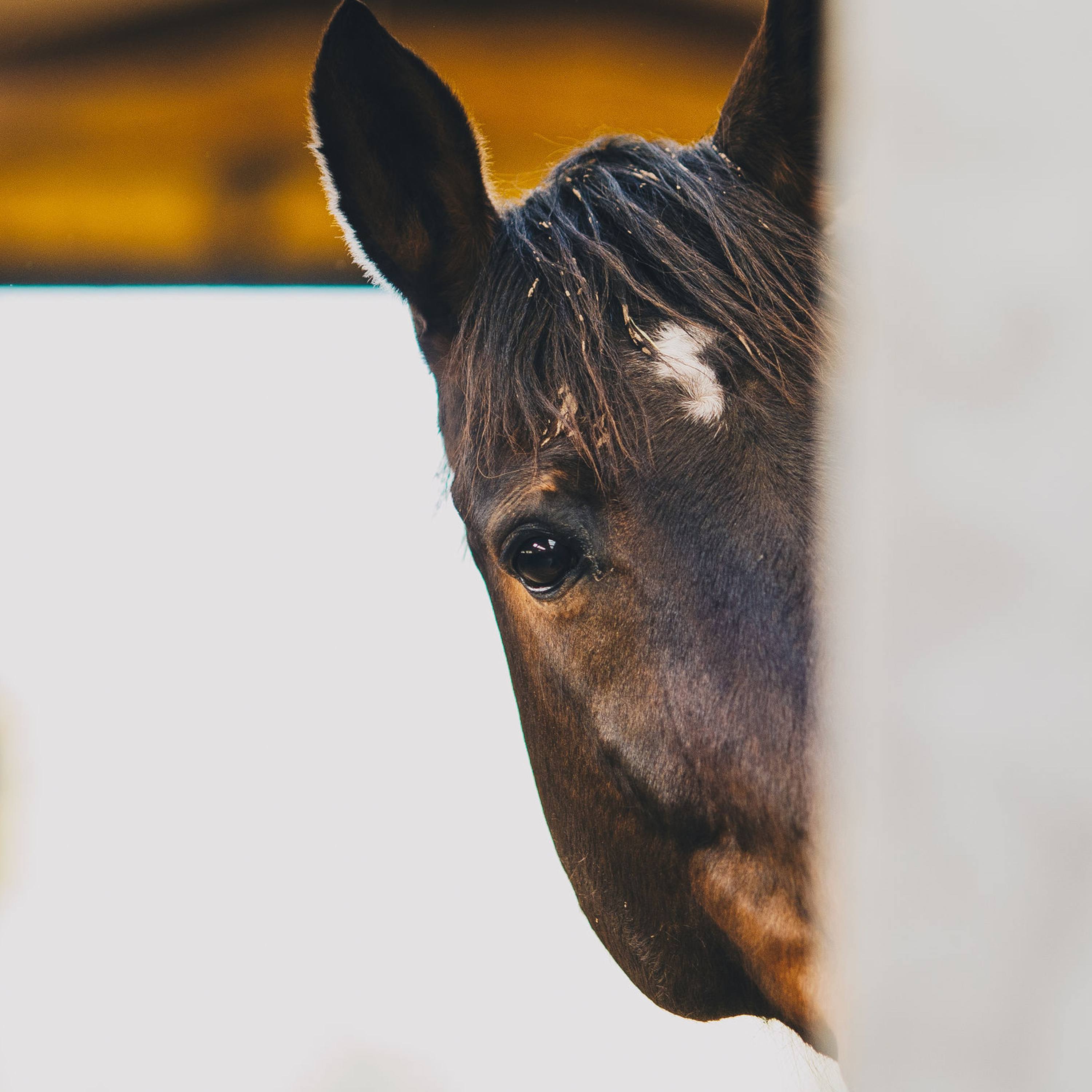 ABdressage - en équilibre - The Audrey Blau’s podcast