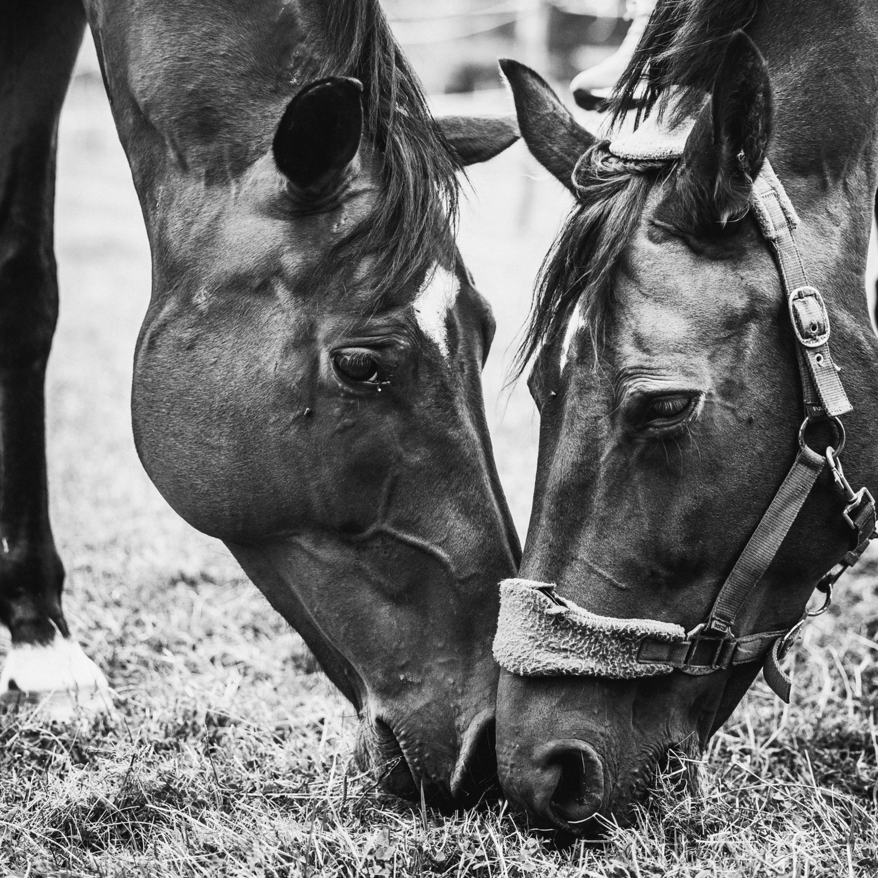 ABdressage - en équilibre - The Audrey Blau’s podcast