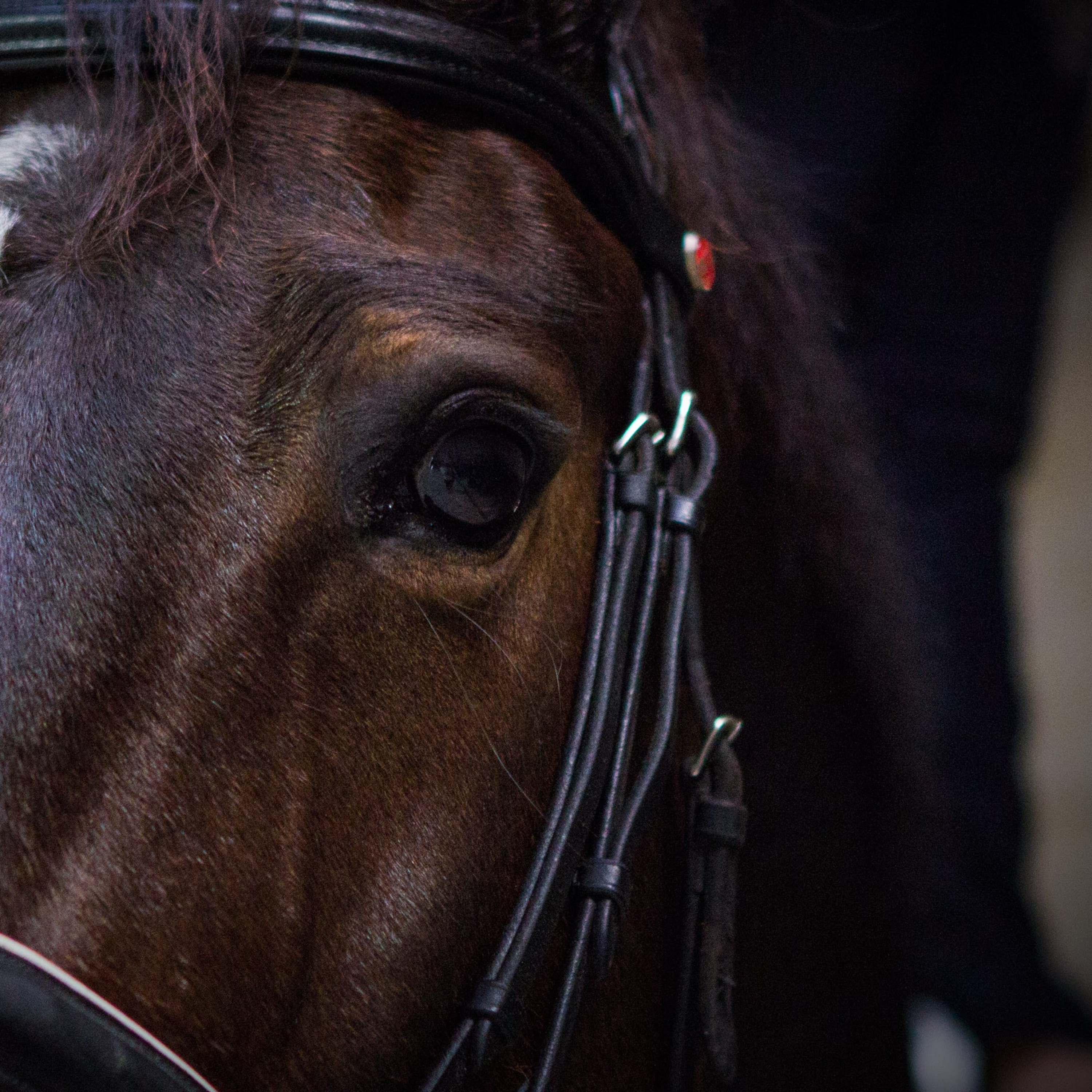 ABdressage - en équilibre - The Audrey Blau’s podcast