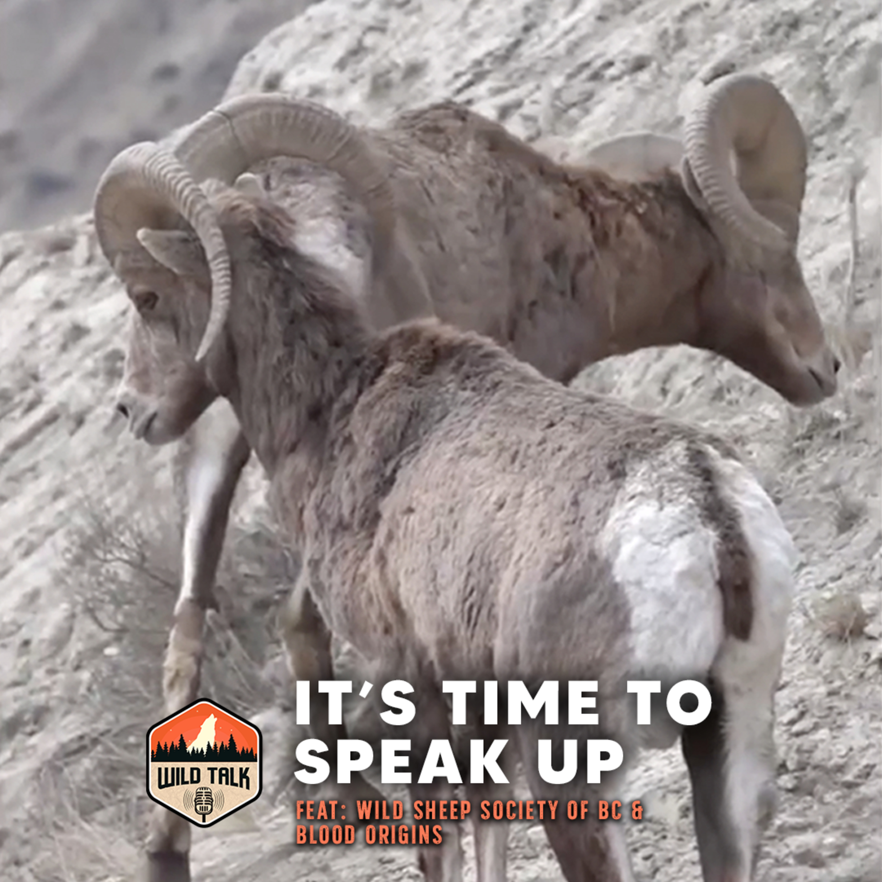 It's Time to Speak Up w/ Wild Sheep Society of BC and Blood Origins | Wild Talk S3 Ep15