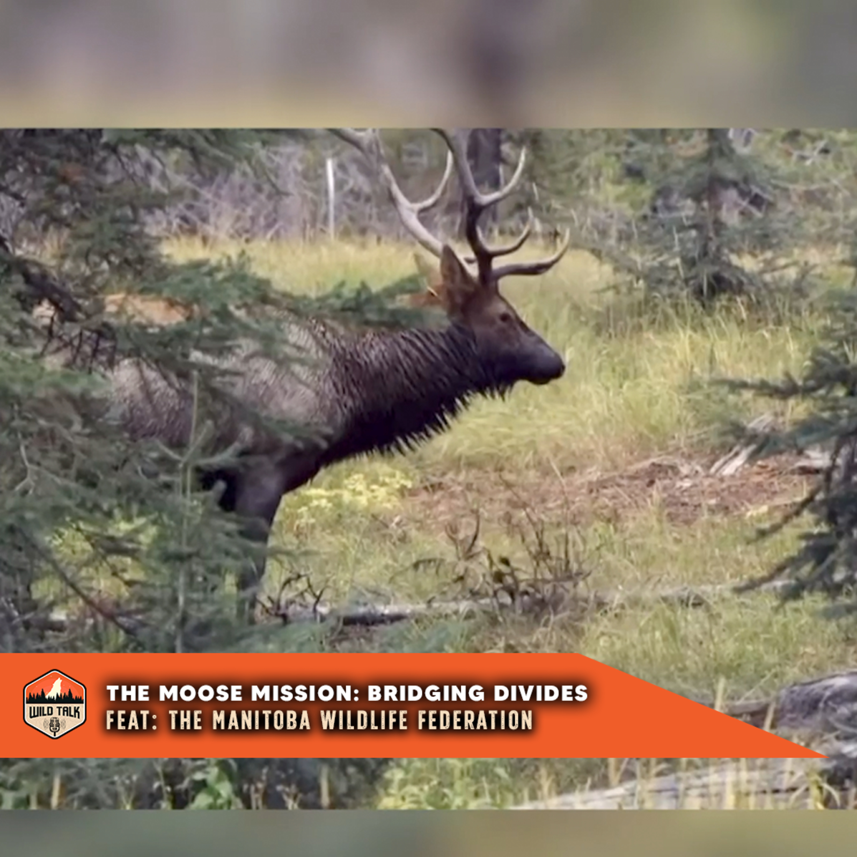 The Moose Mission: Bridging Divides w/ the Manitoba Wildlife Federation | Wild Talk S4 Ep5