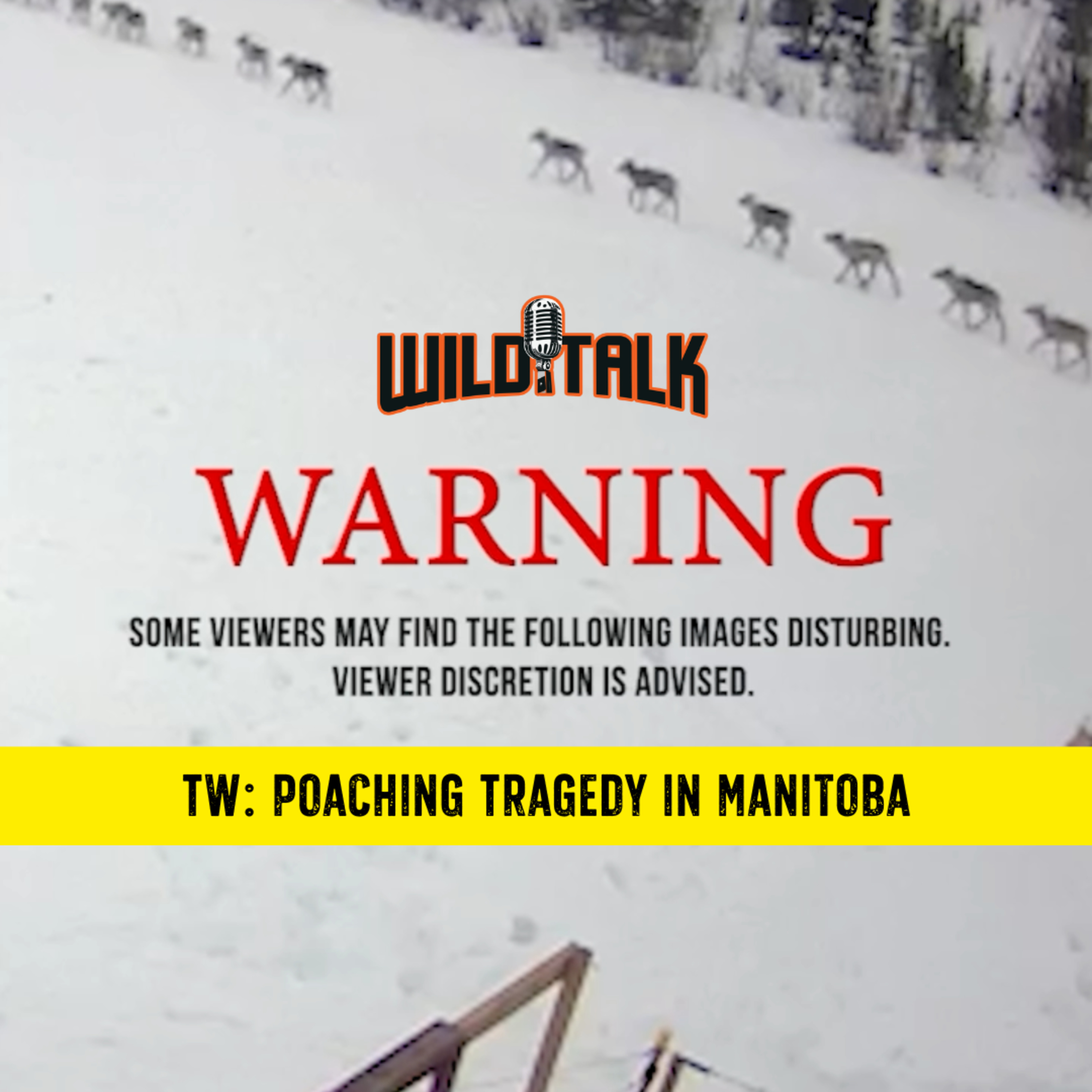 Where the Caribou Fell w/ The Manitoba Wildlife Federation | Wild Talk S4 Ep13