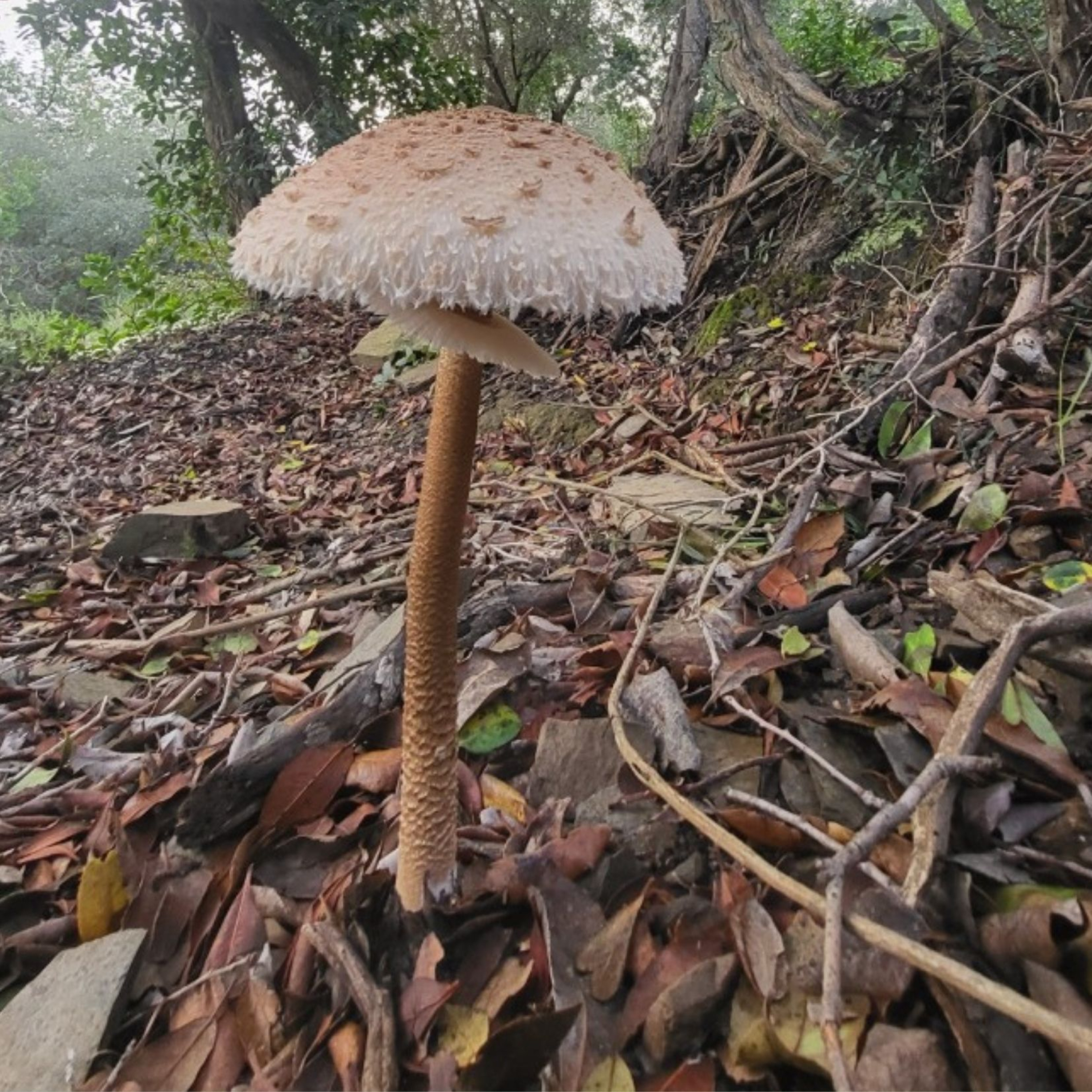 Descobrint Collserola