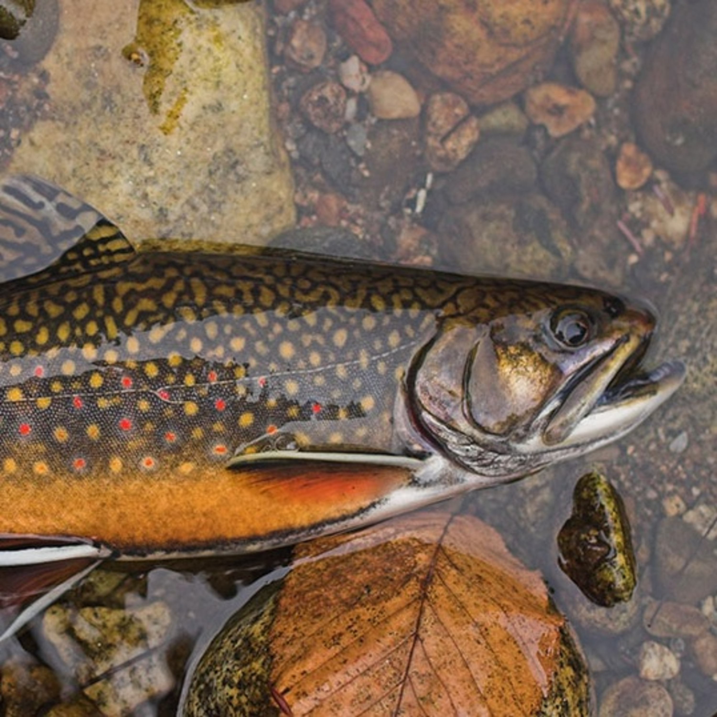 DEM Fisheries Biologist Corey Pelletier "Talks Trout" episode artwork