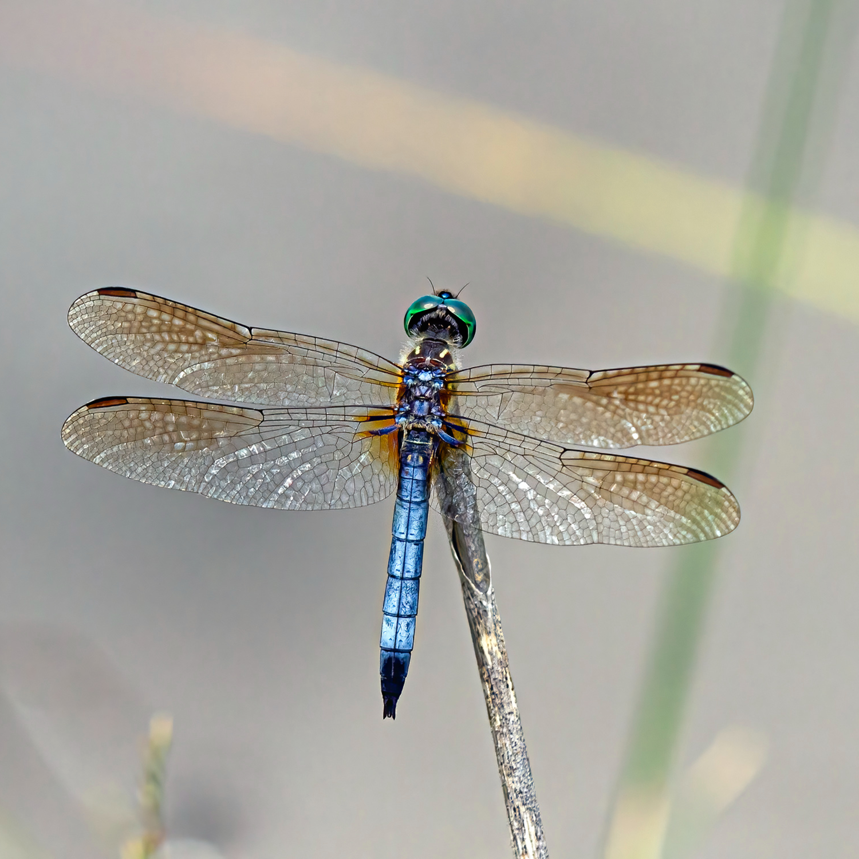 Dragonflies in the Great Swamp - Notes from the Field episode artwork
