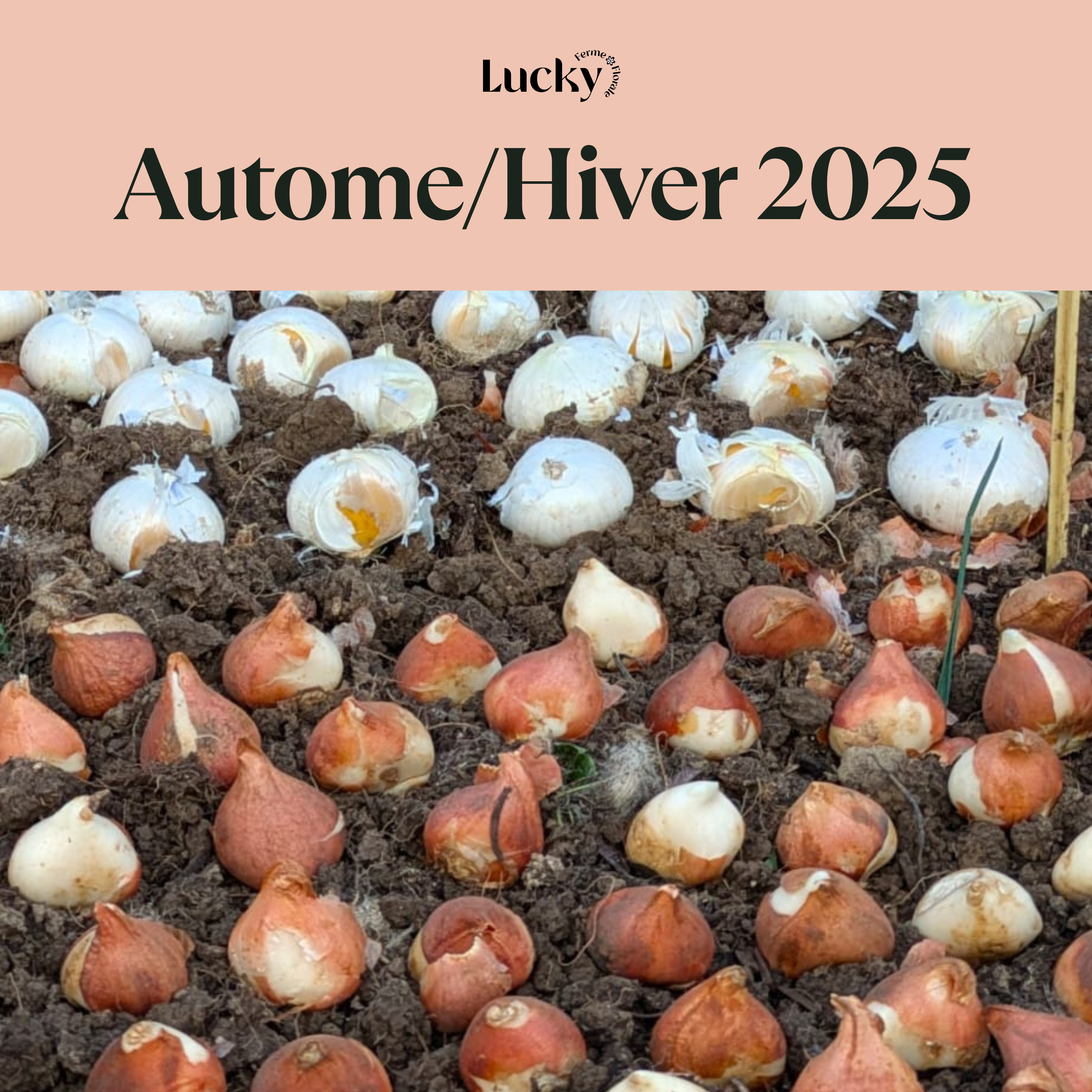 Ep 9 : L'Automne et l'hiver 2025 dans ma ferme florale episode artwork