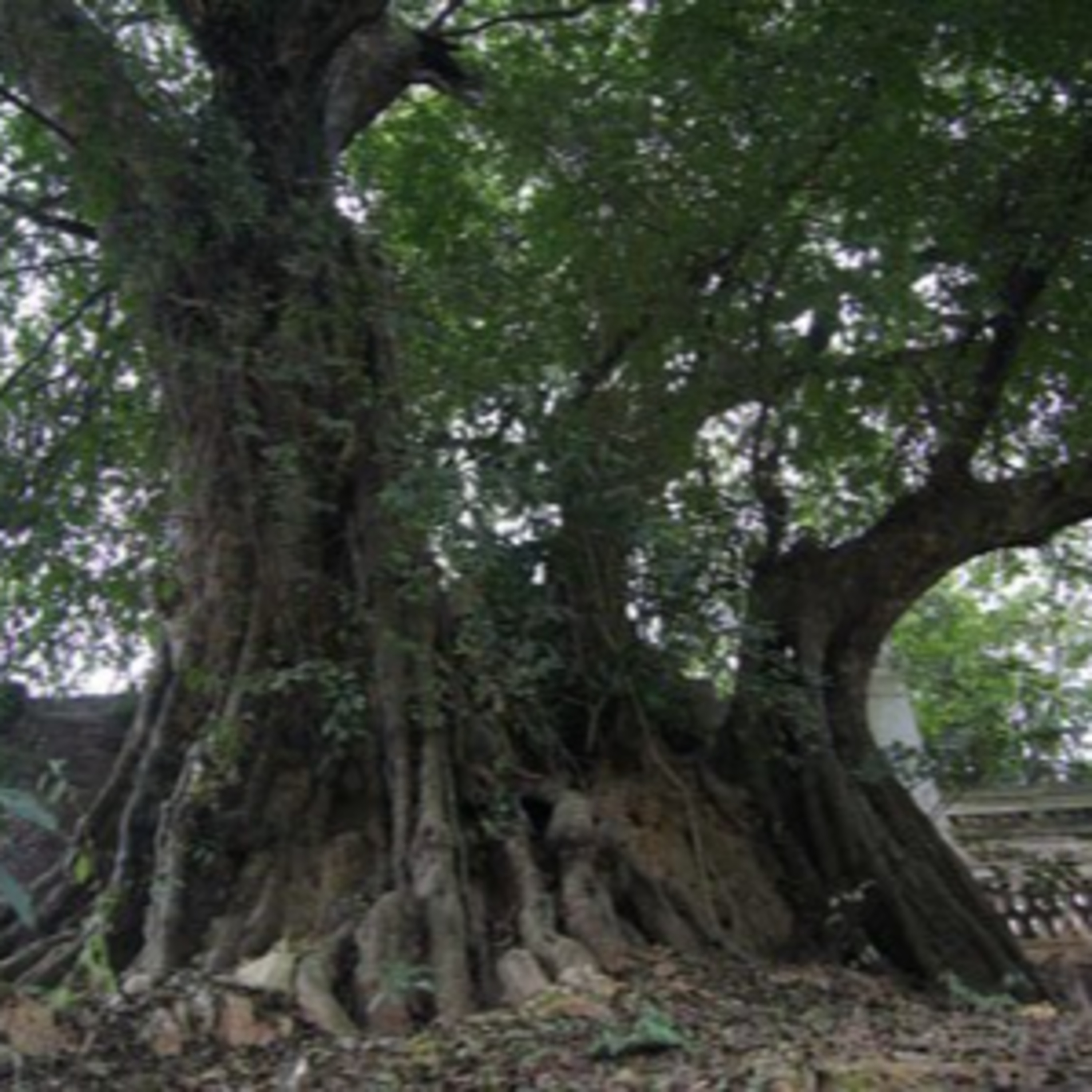 "Thần cây thị": Mãi mãi một tình yêu
