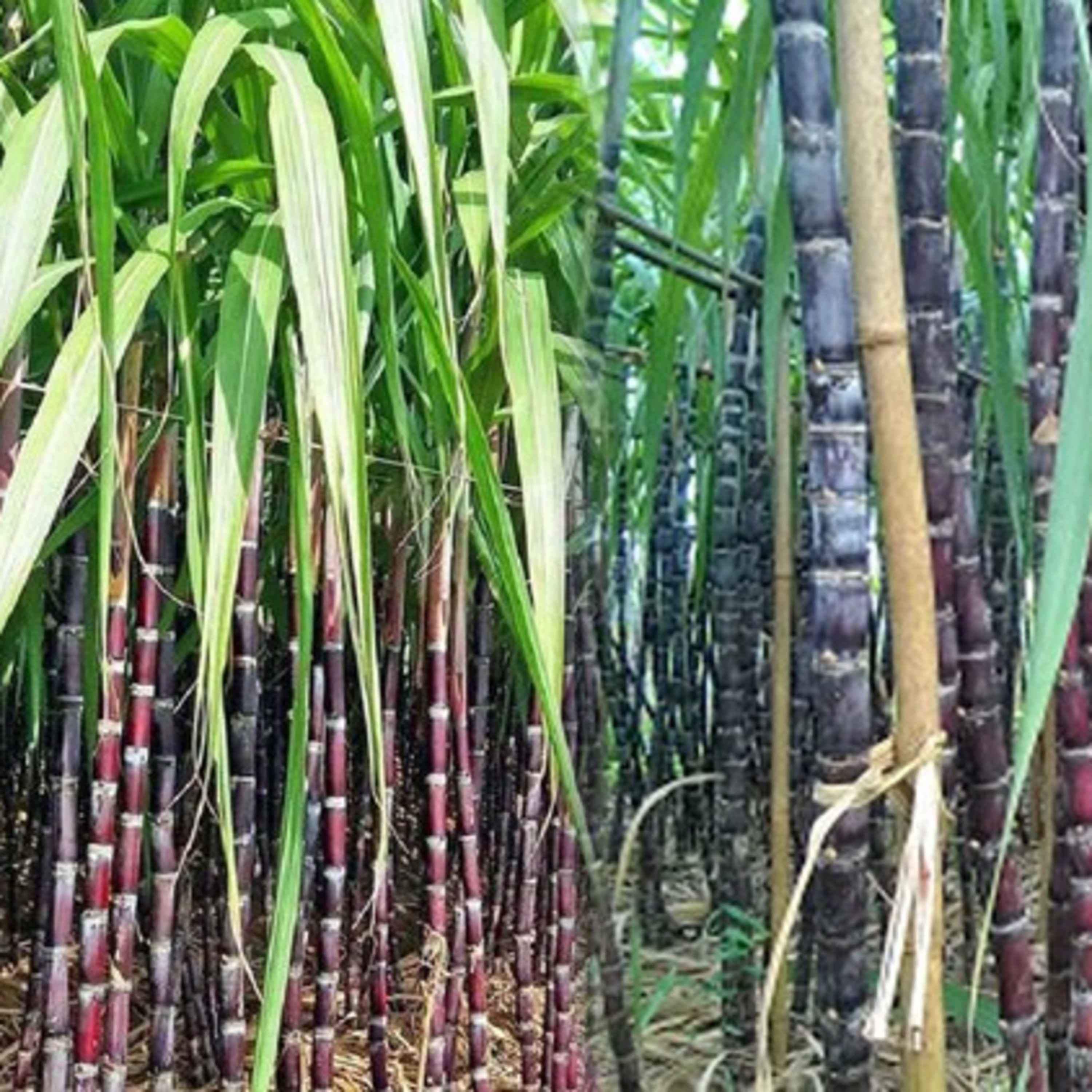 Truyện ngắn chọn lọc