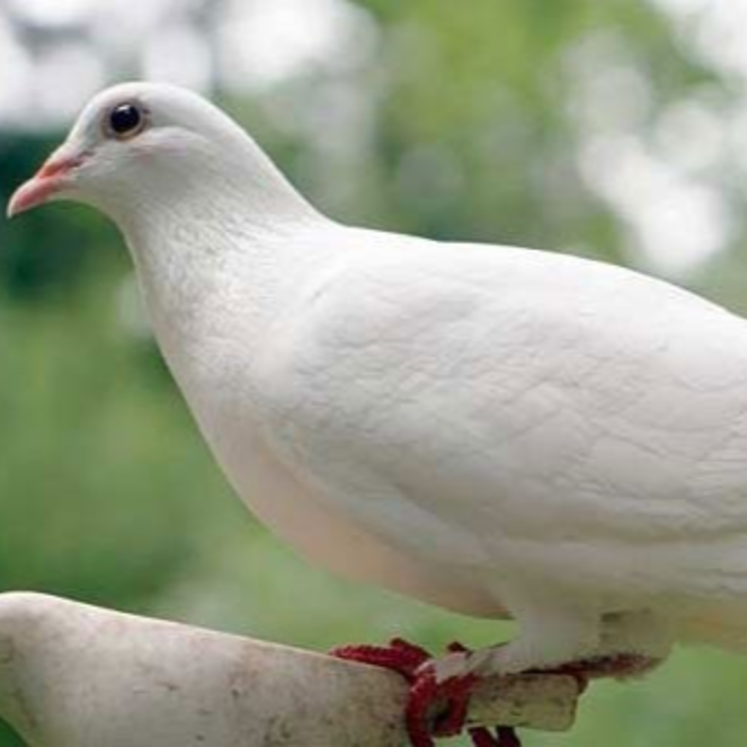 Điều kì lạ từ truyện cổ tích "Con chim bồ câu bạc"