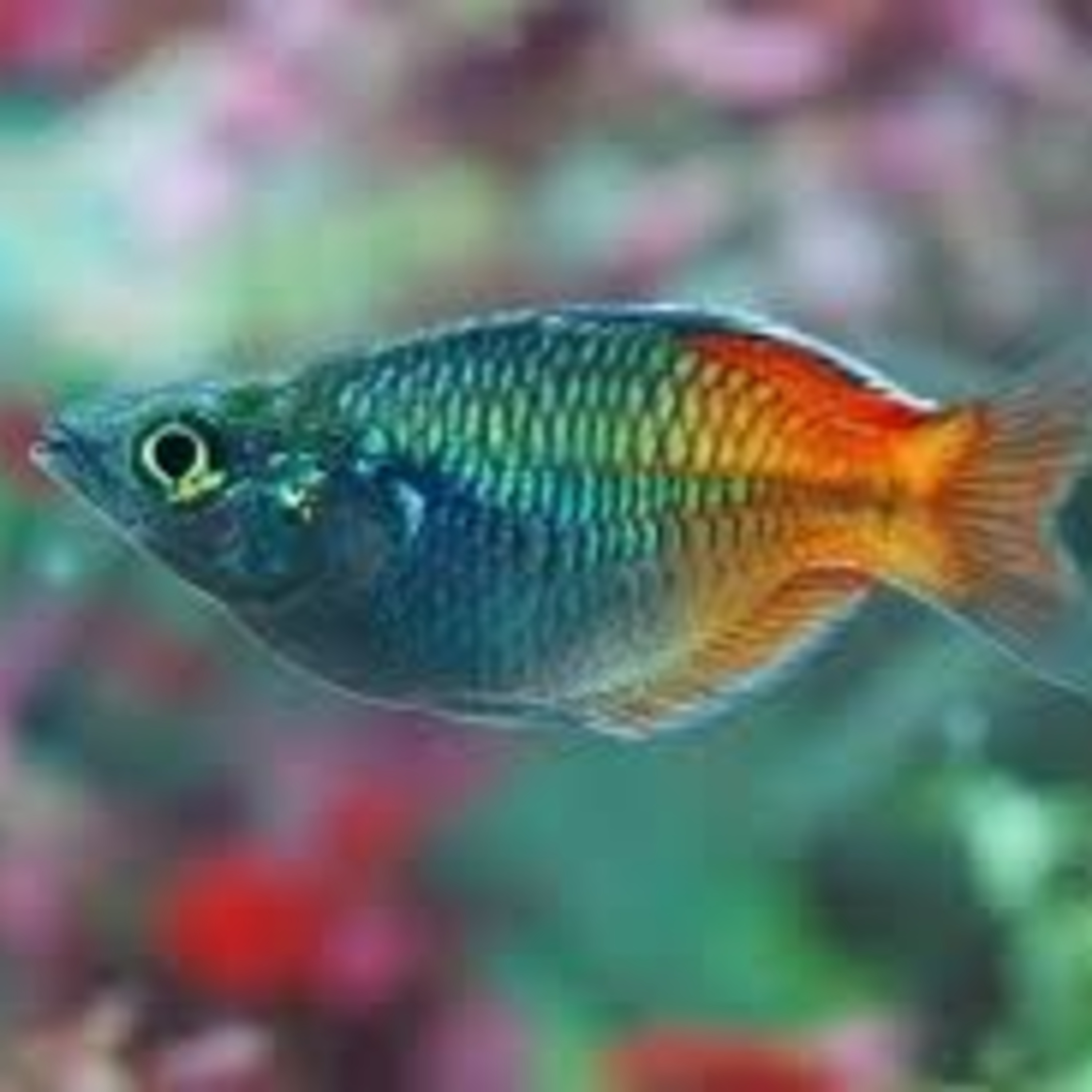 Cá cầu vồng kiêu ngạo