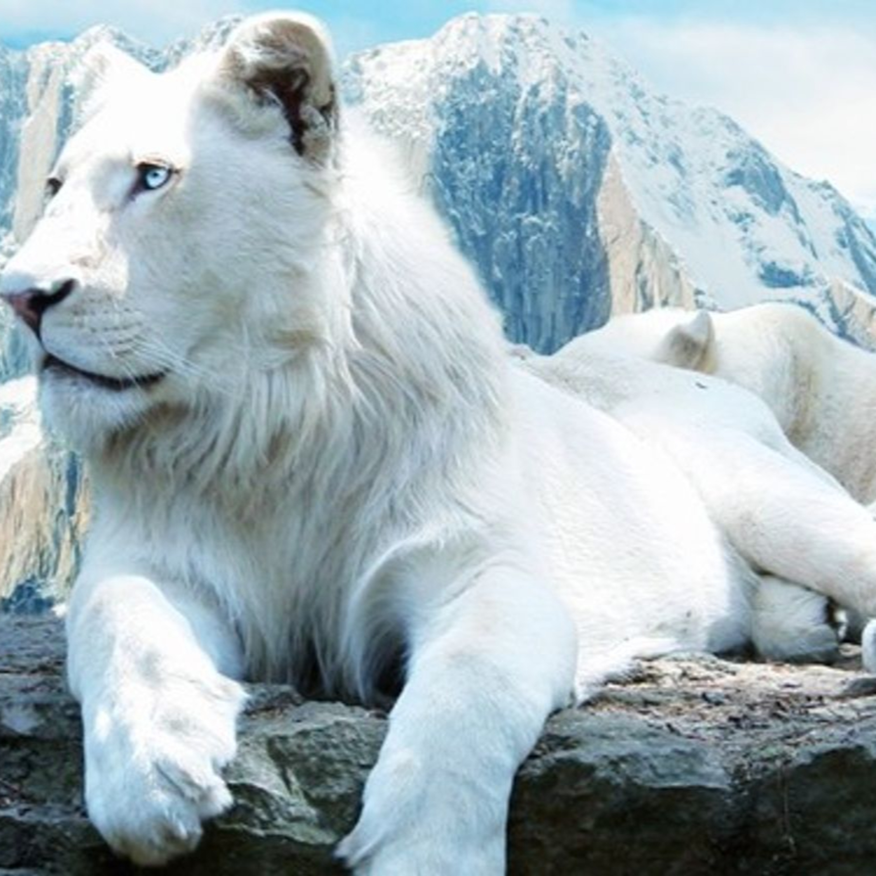 Sư Tử Tuyết Bí Ẩn – Truyện thiếu nhi kỳ thú về phép màu và trí tưởng tượng