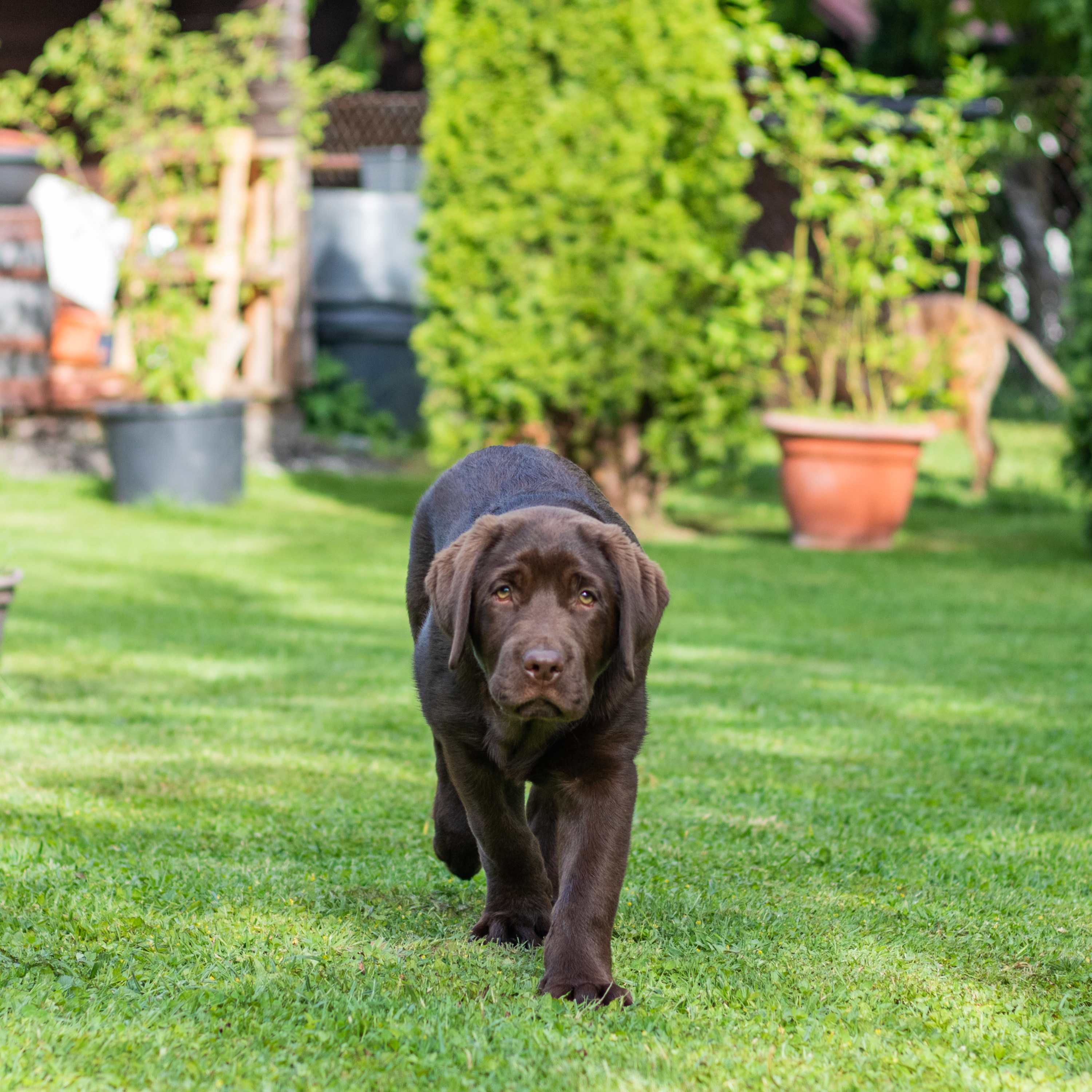 Managing Dogs at Your Customers’ Property