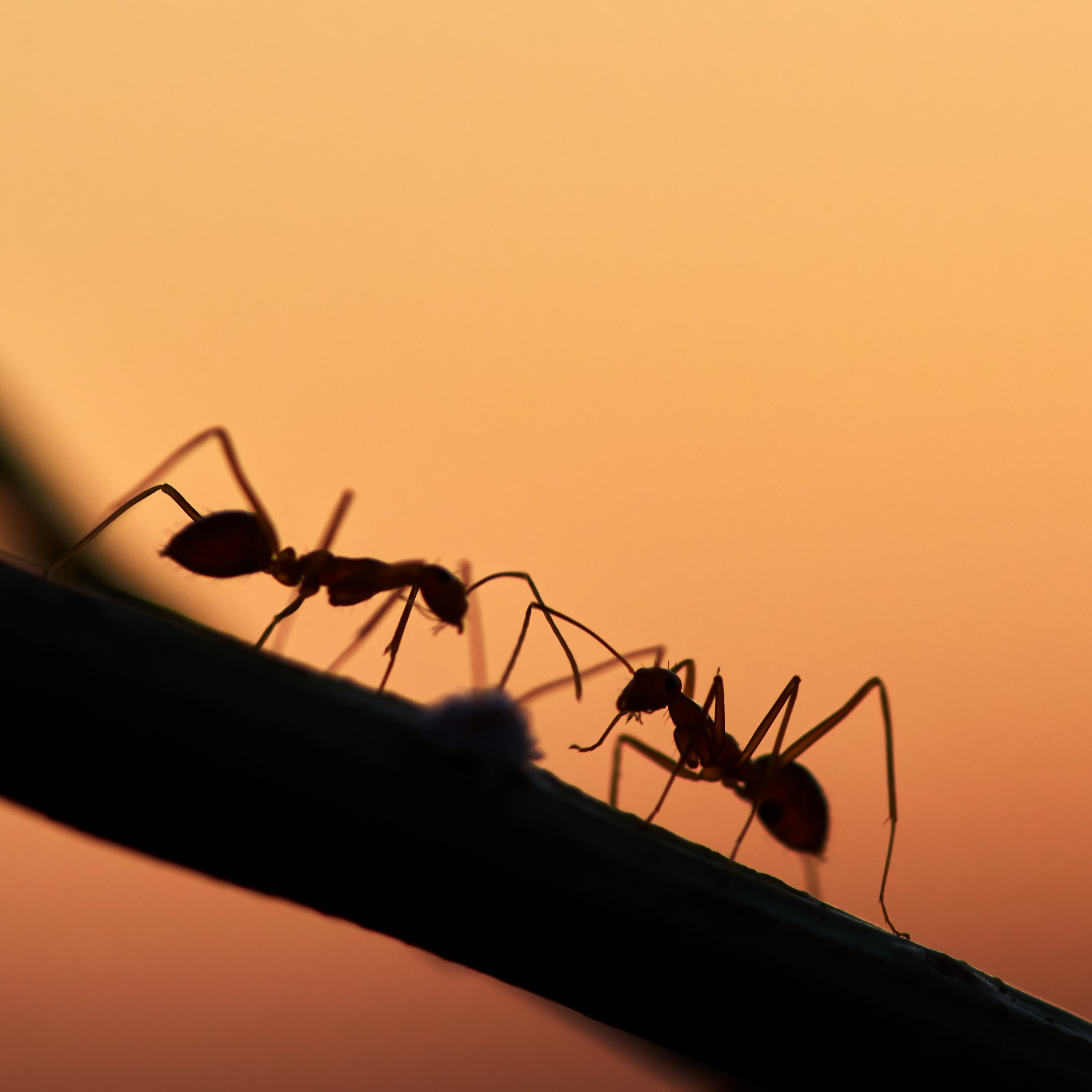 Effective Ant Management