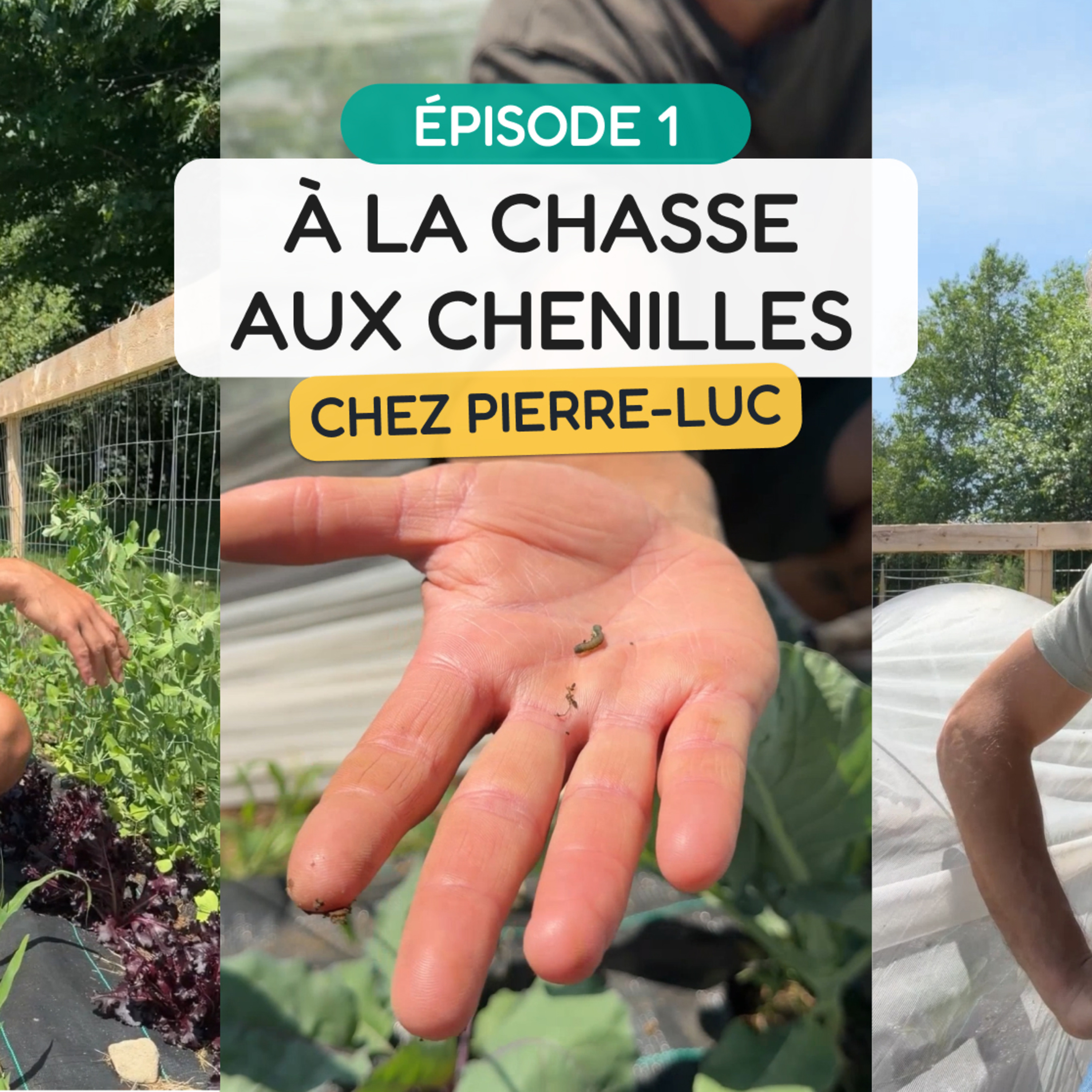 À la chasse aux chenilles chez Pierre-Luc