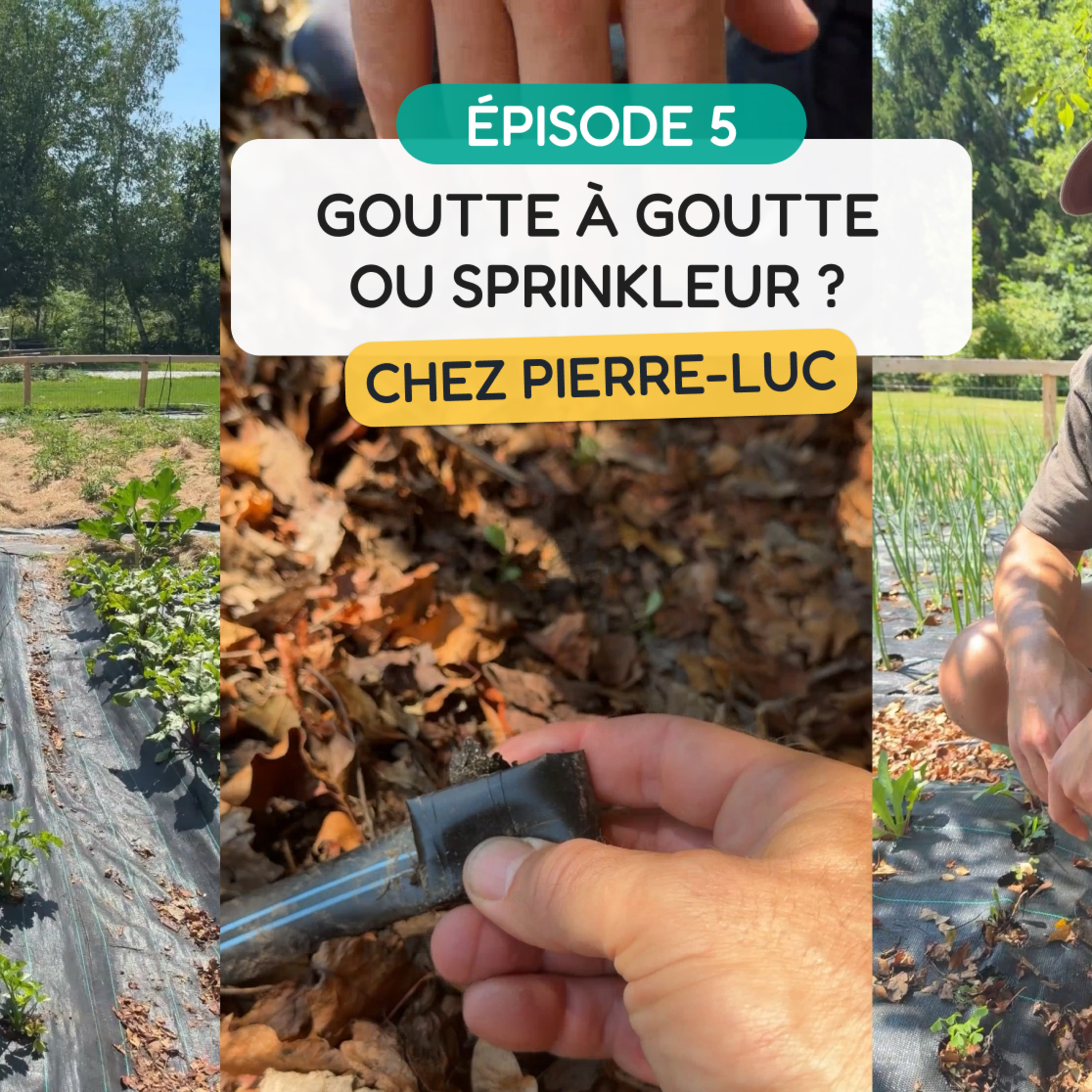 Goutte à goutte ou sprinkleur ? MINI-SÉRIE - ÉPISODE 5