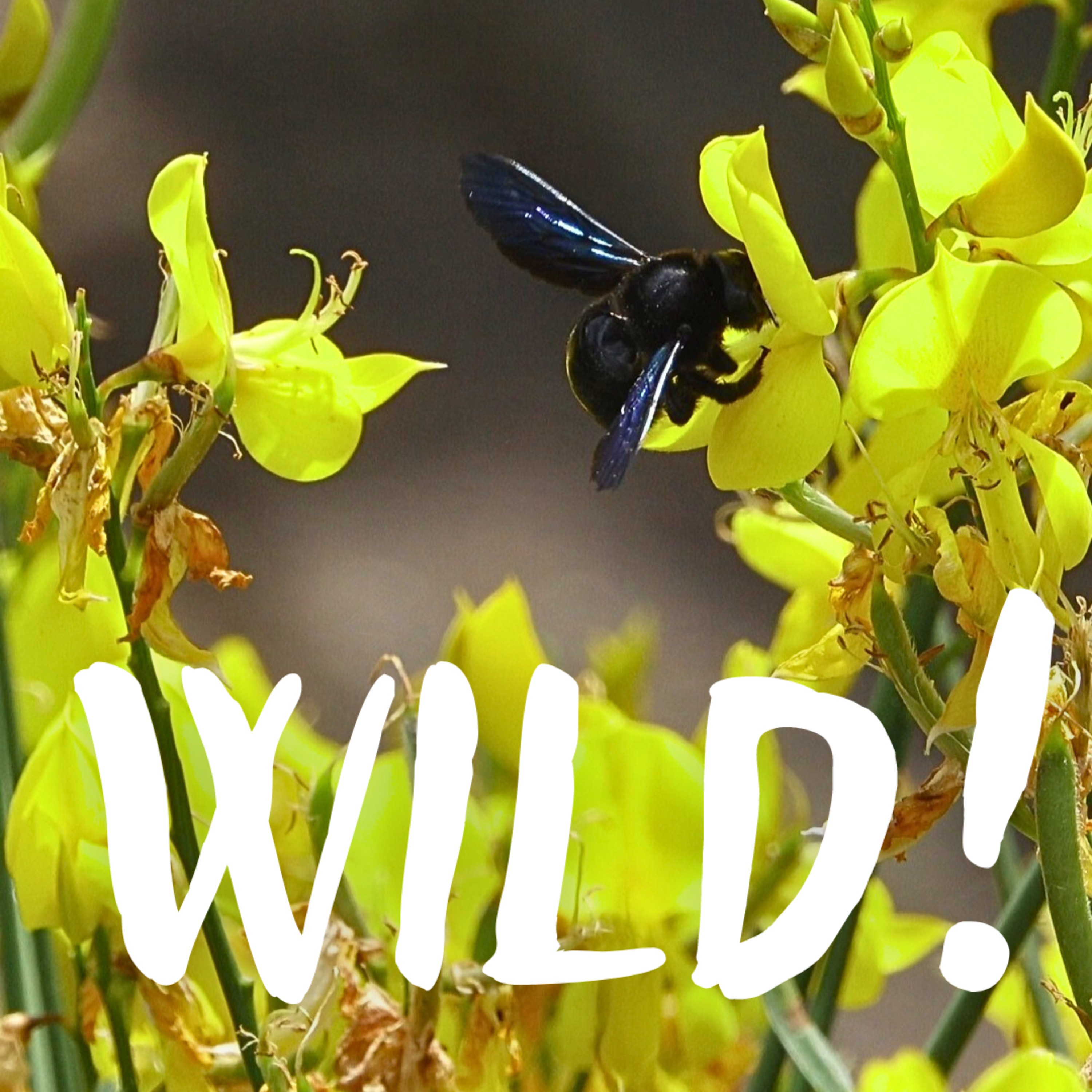 Wild!