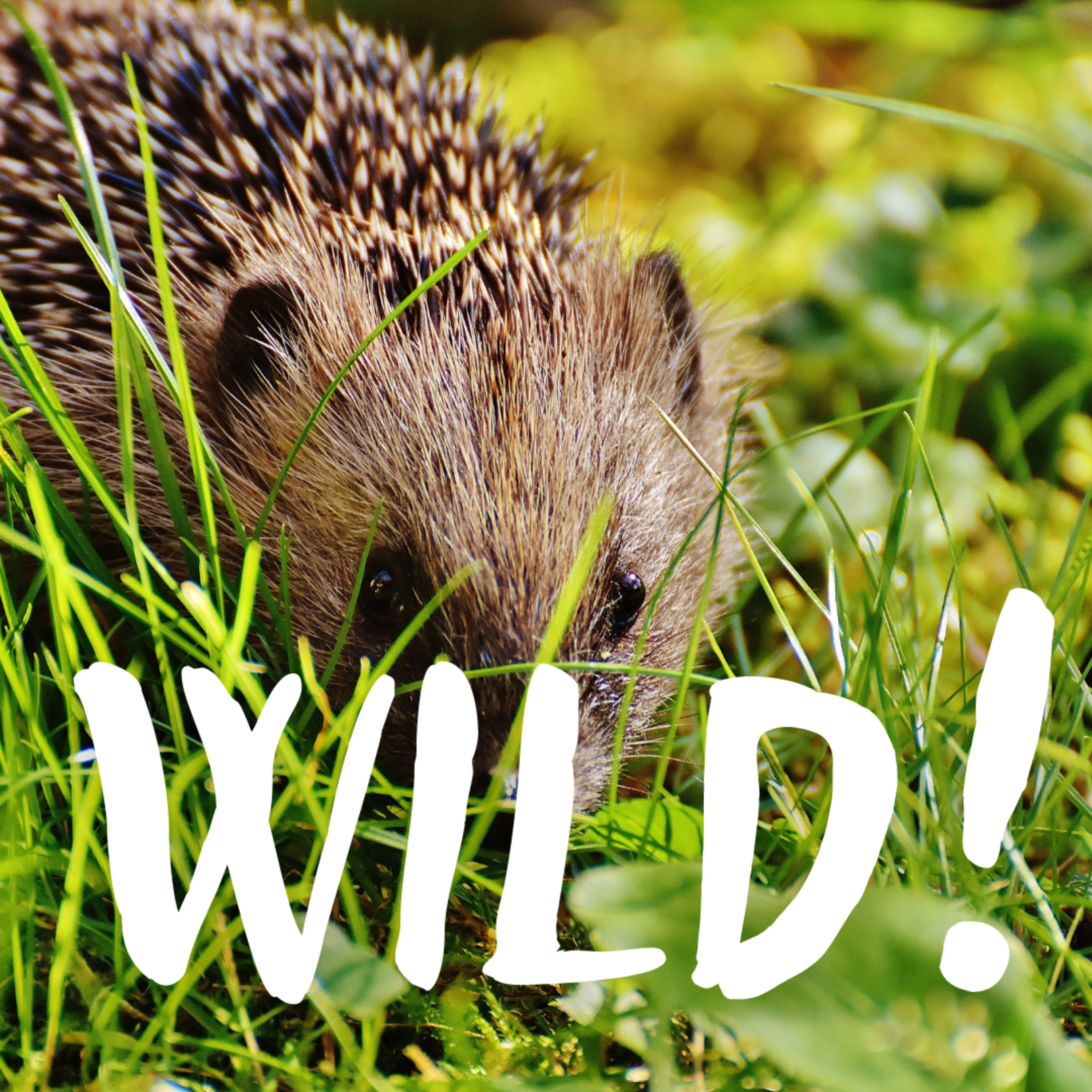 Wild!