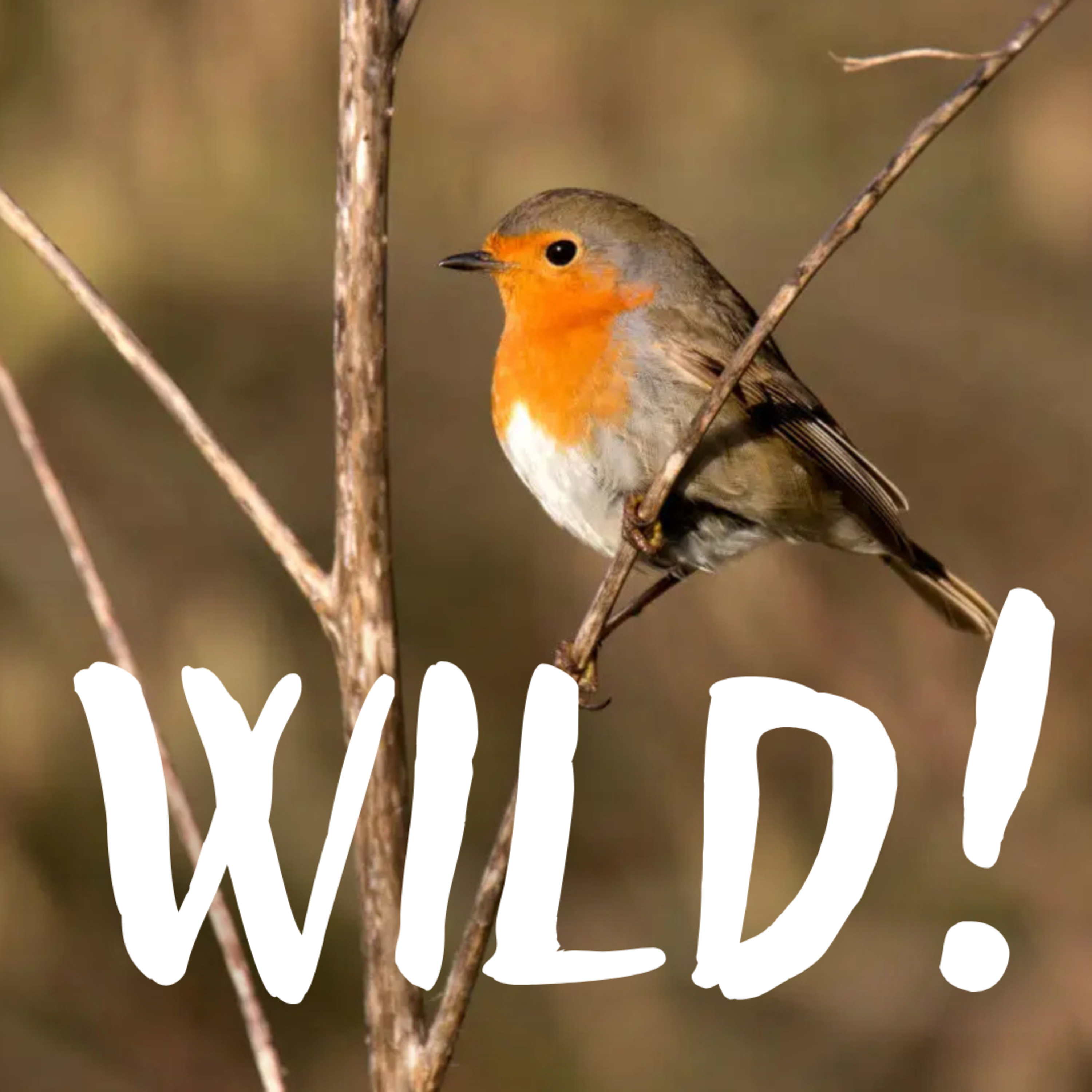 Wild!