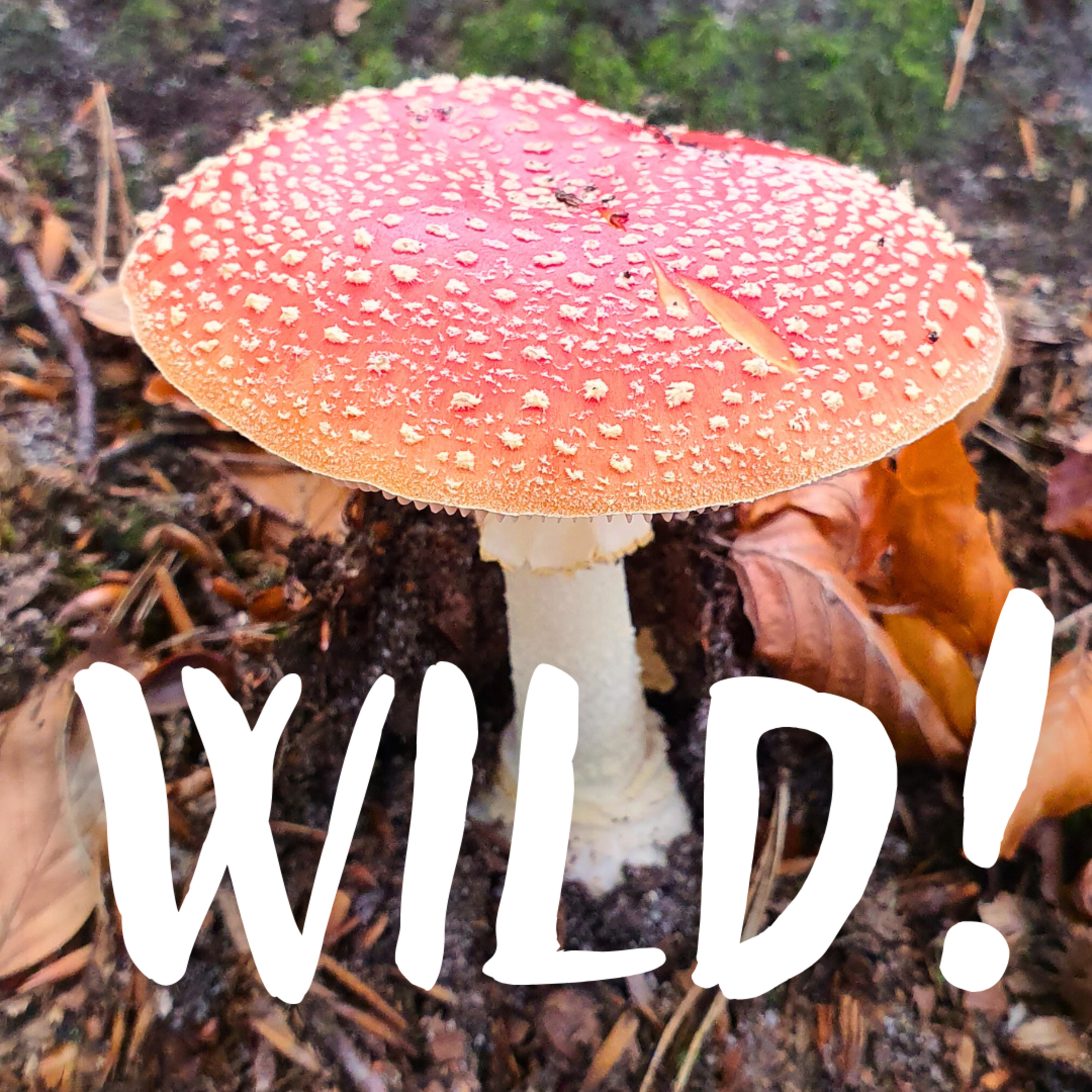 Wild!