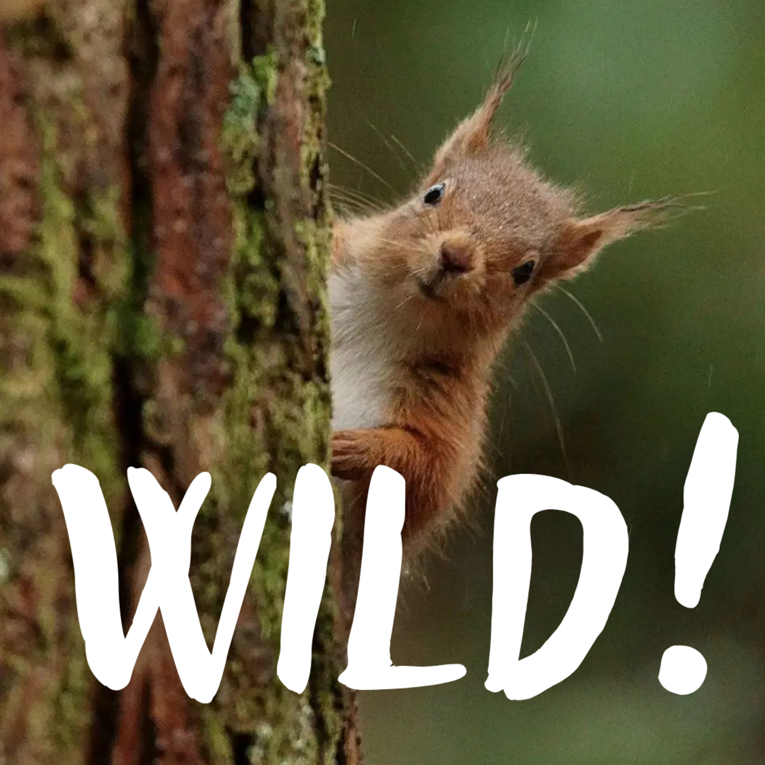 Wild!