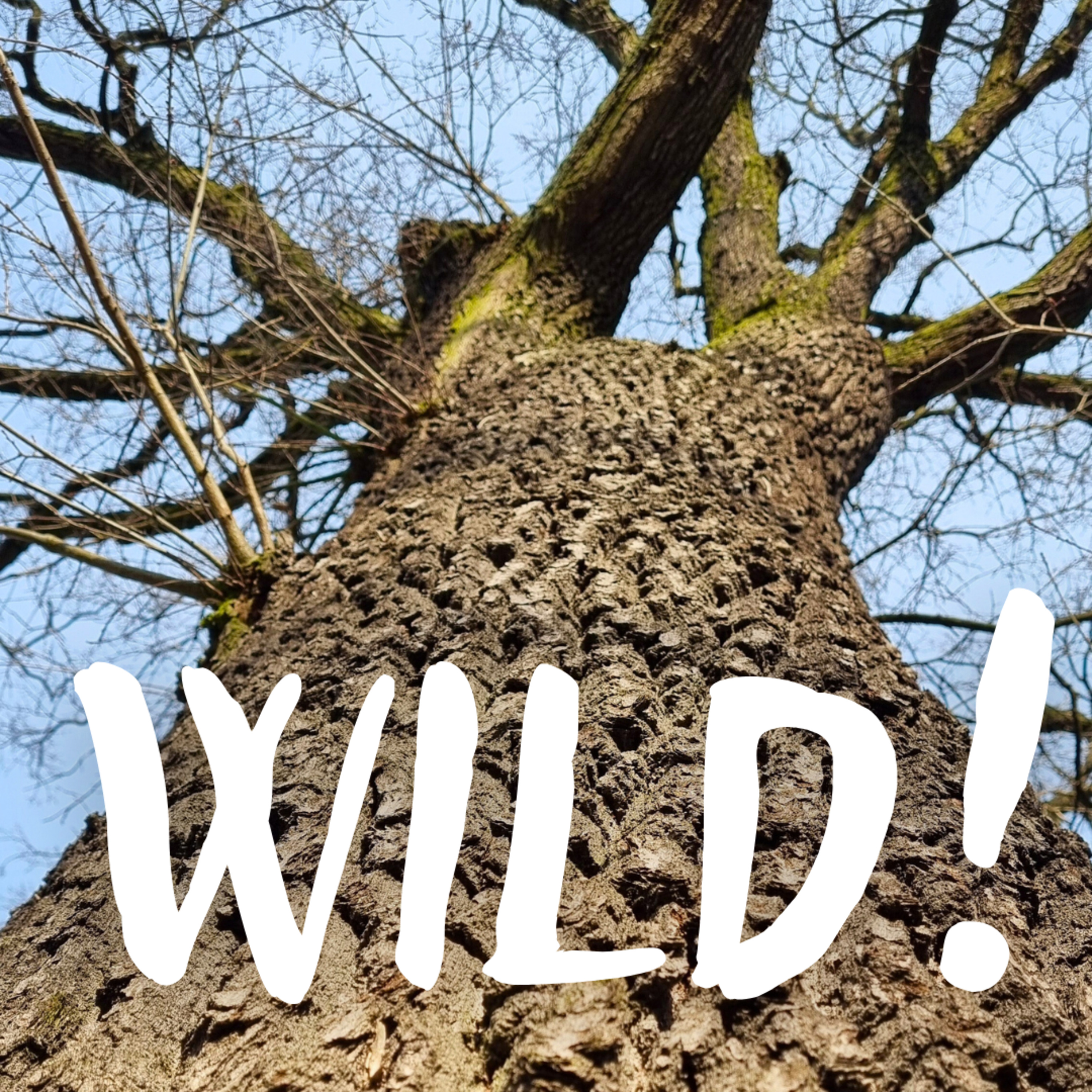 Wild!