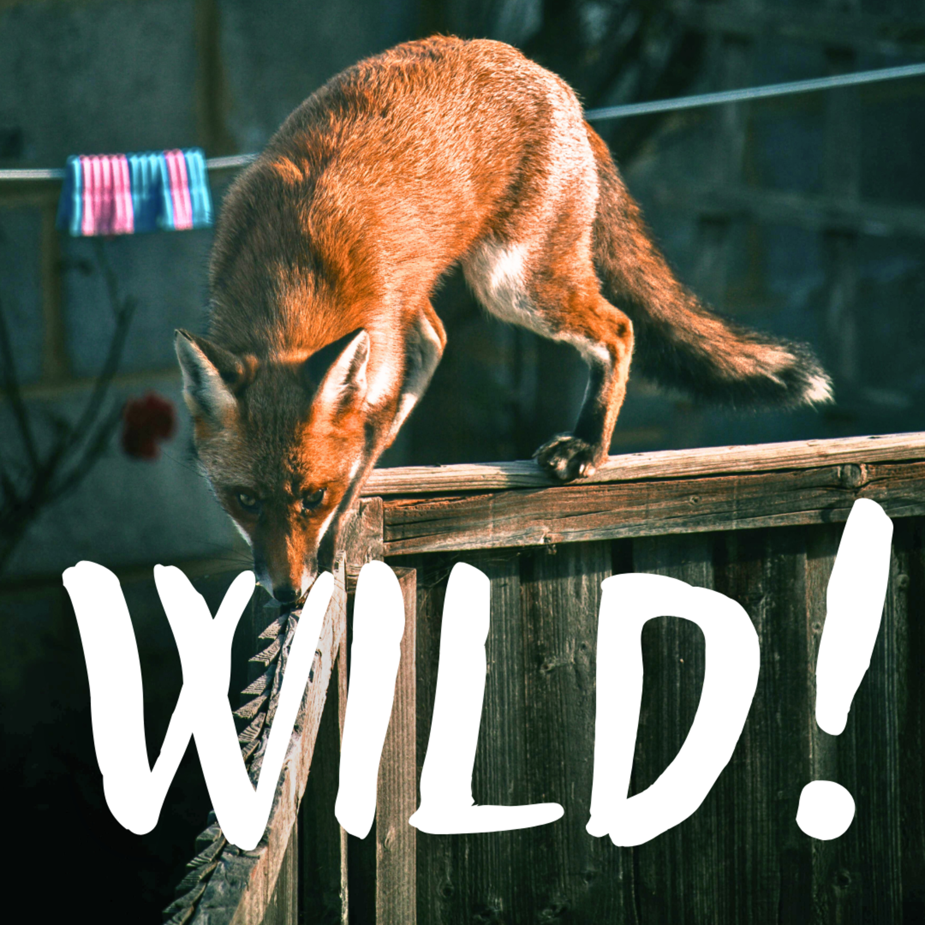 Wild!