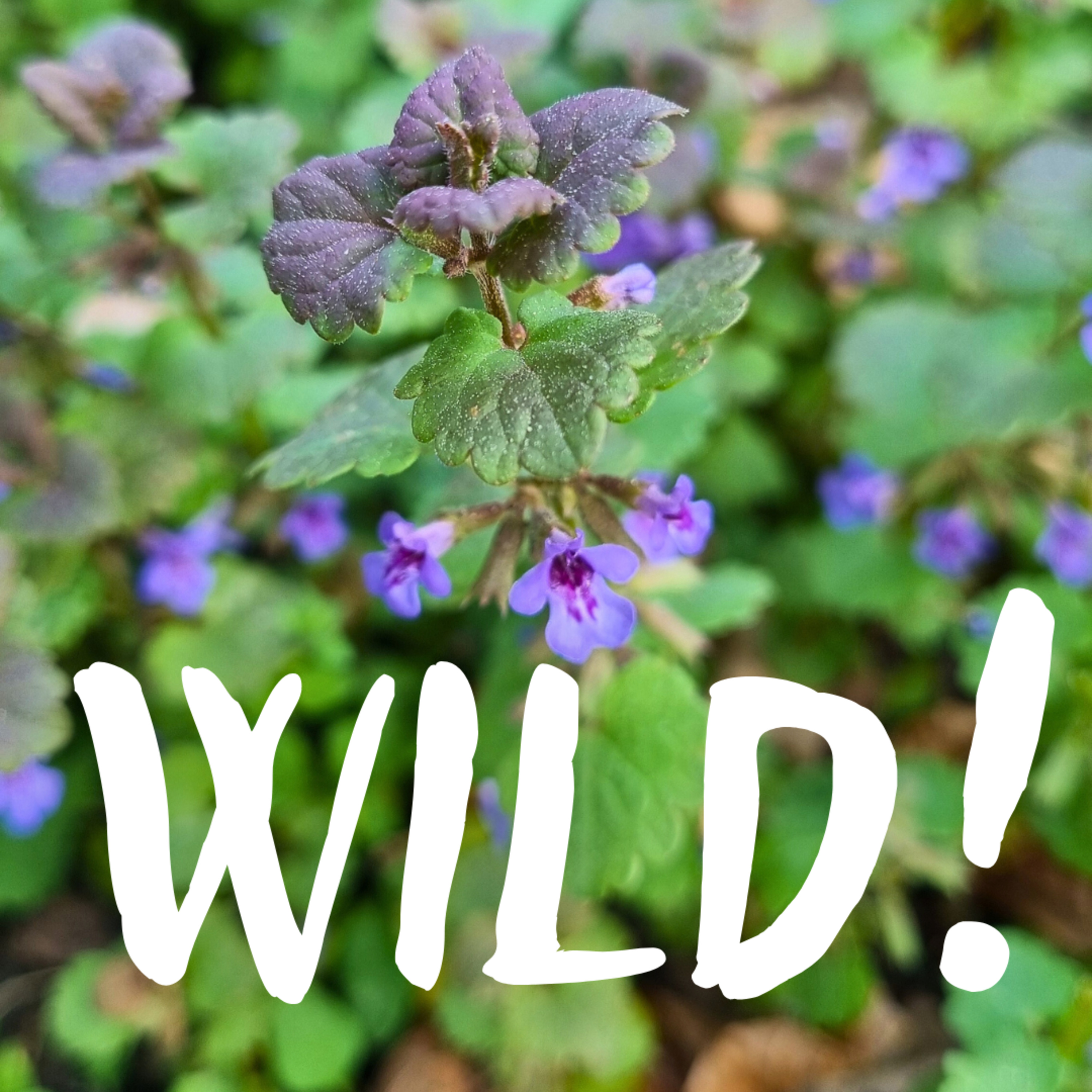 Wild!