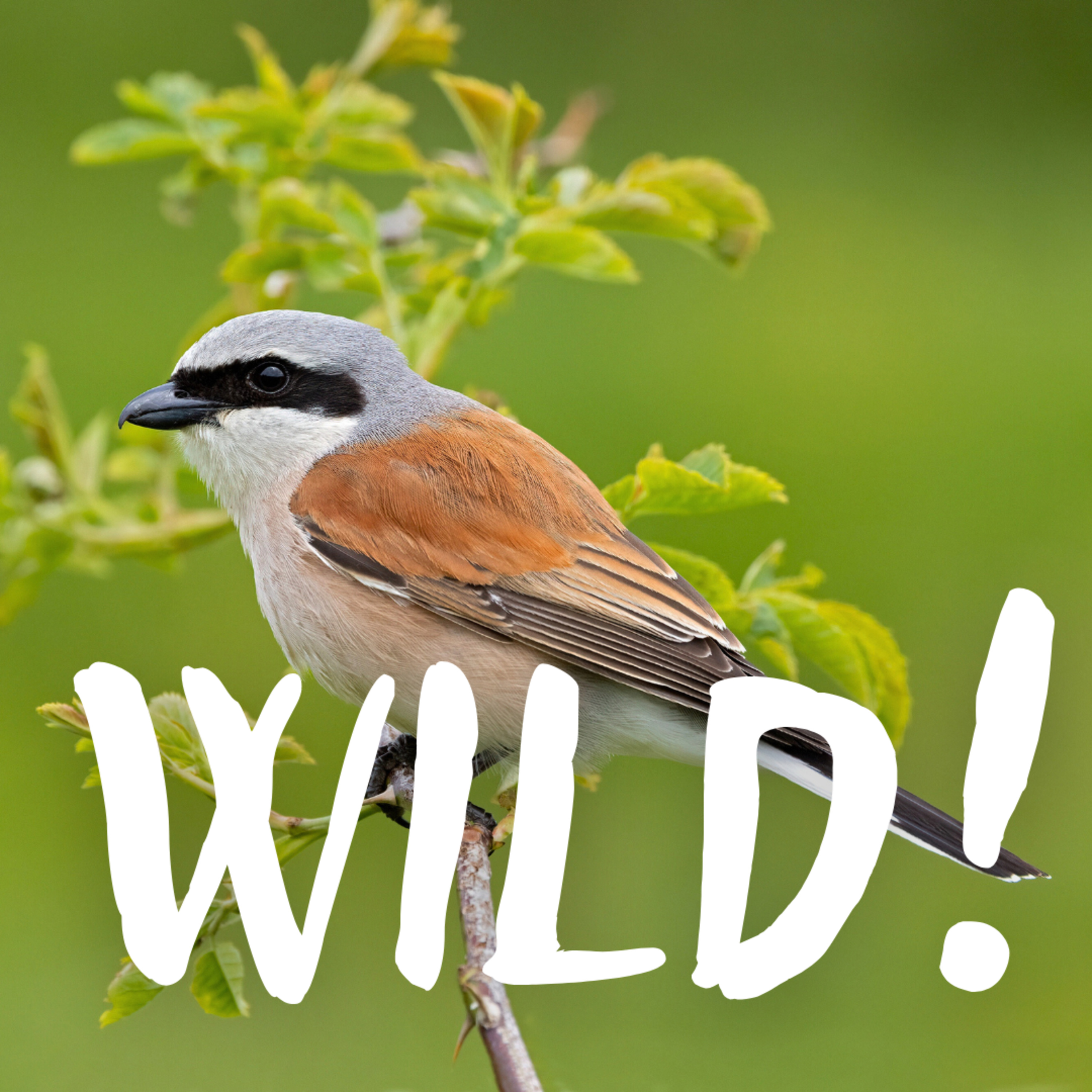 Wild!