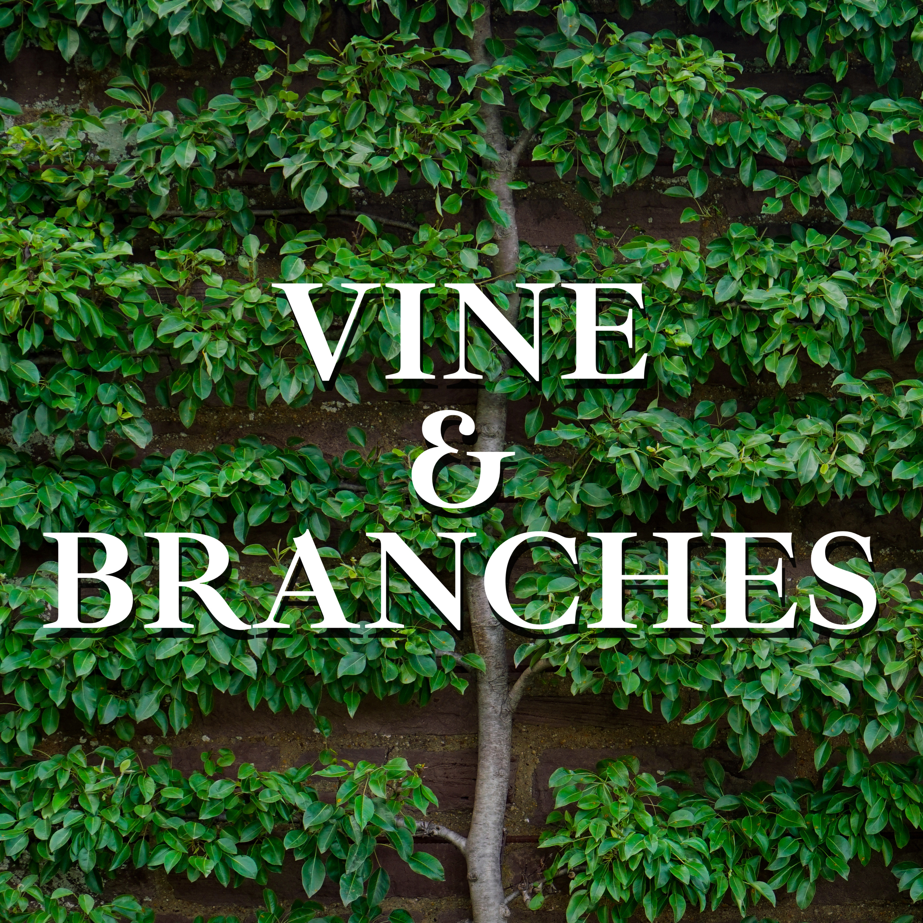 Jesus is the Vine and We are the Branches episode artwork