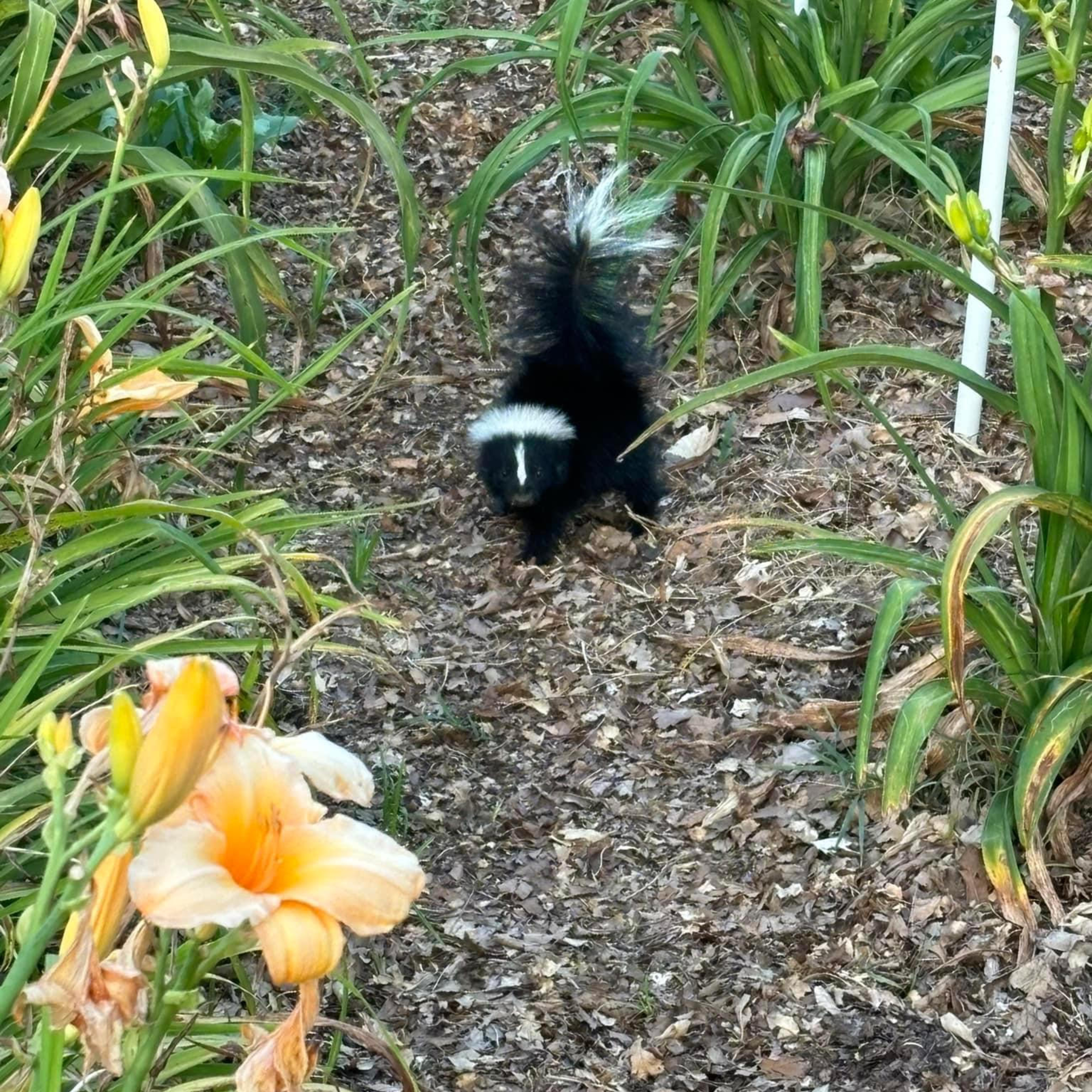 Ep 59: A Skunk in the Daylily Field