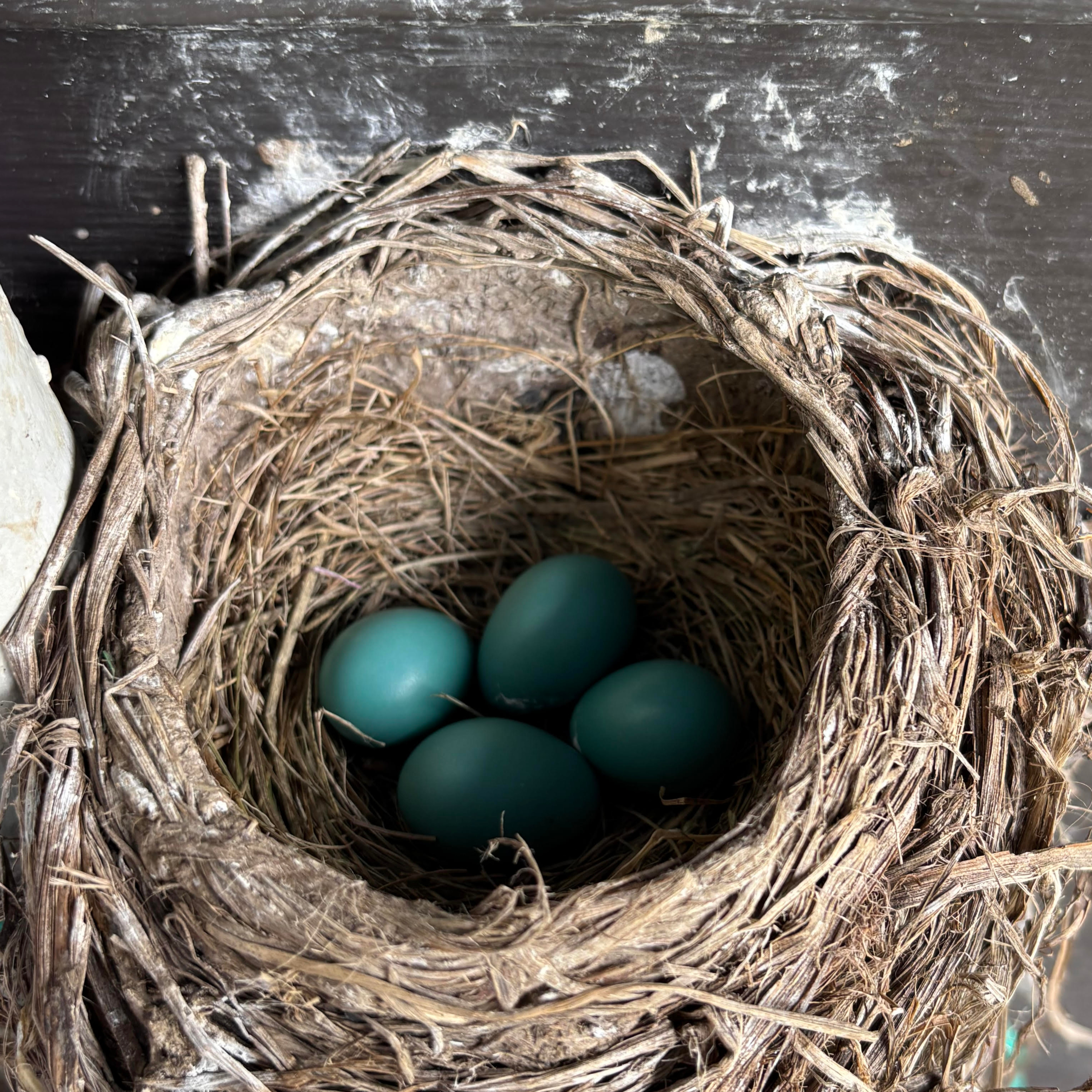 Ep 58: He’s Faithful to Fledglings