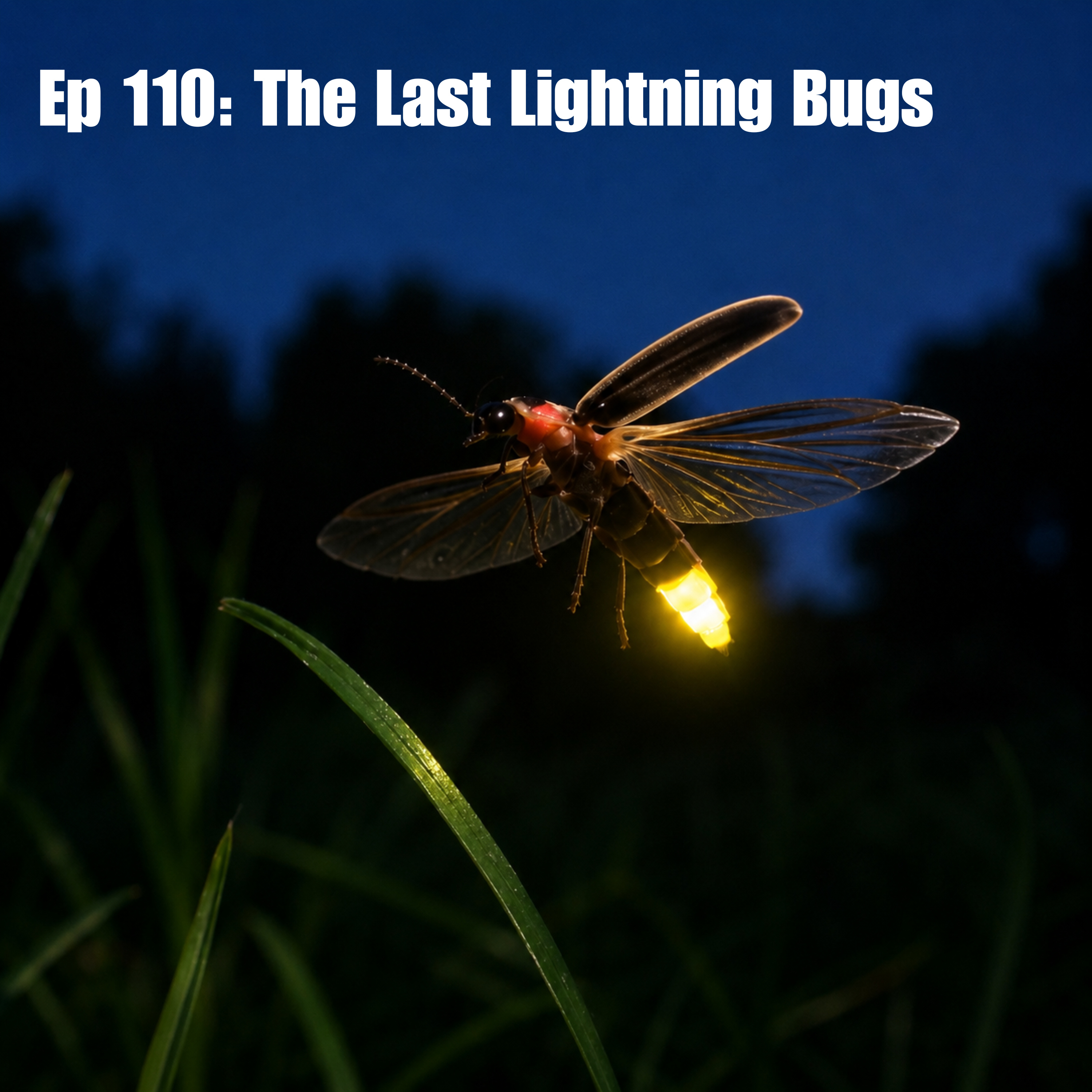 Ep 110: The Last Lightning Bugs