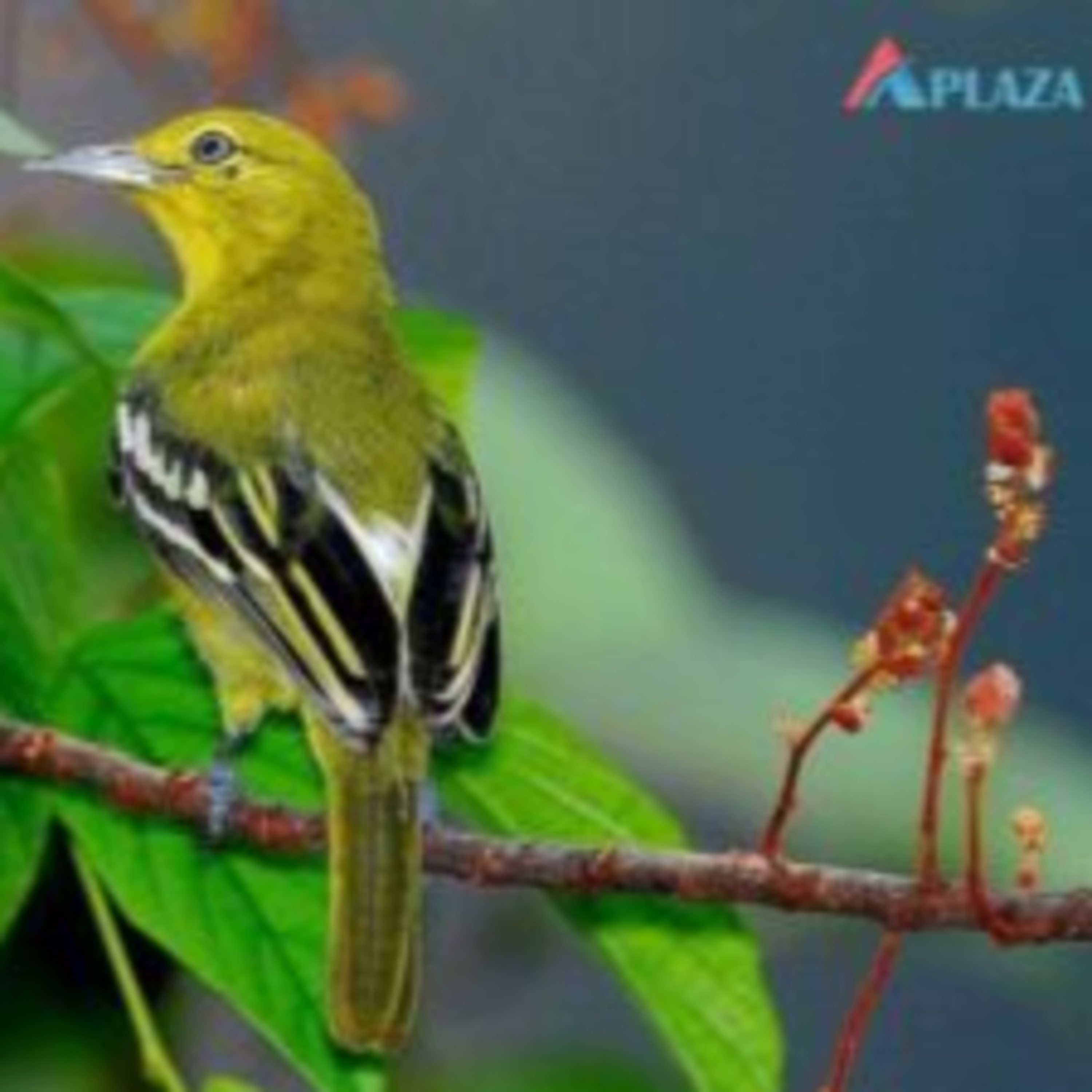 Aplaza