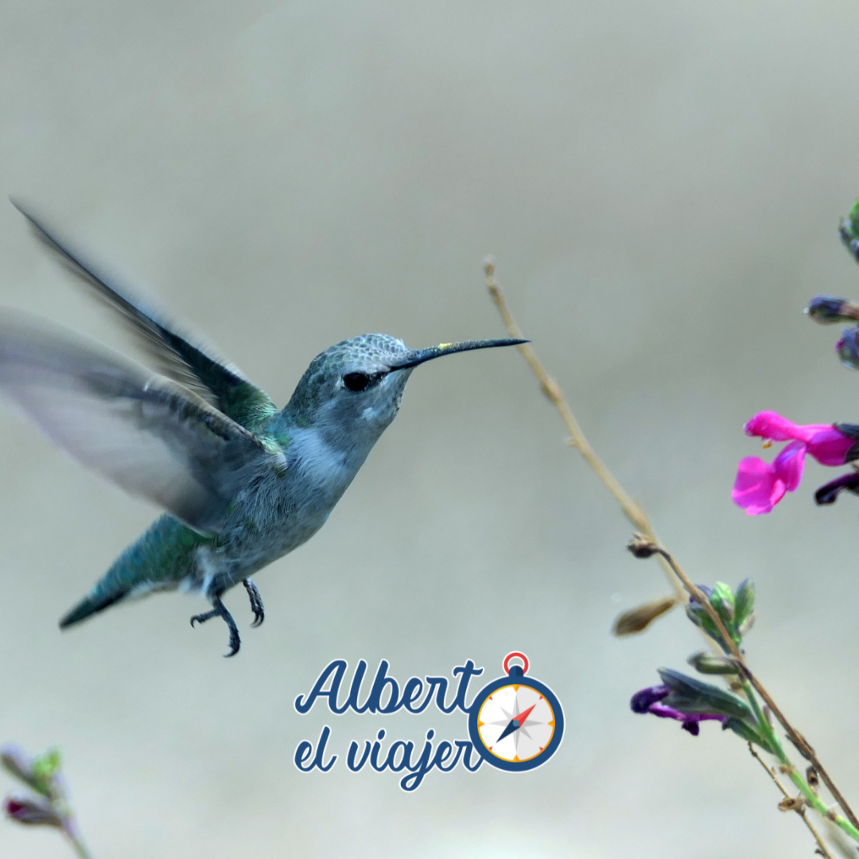 De viajes, amores y dolores (poemas cortos)