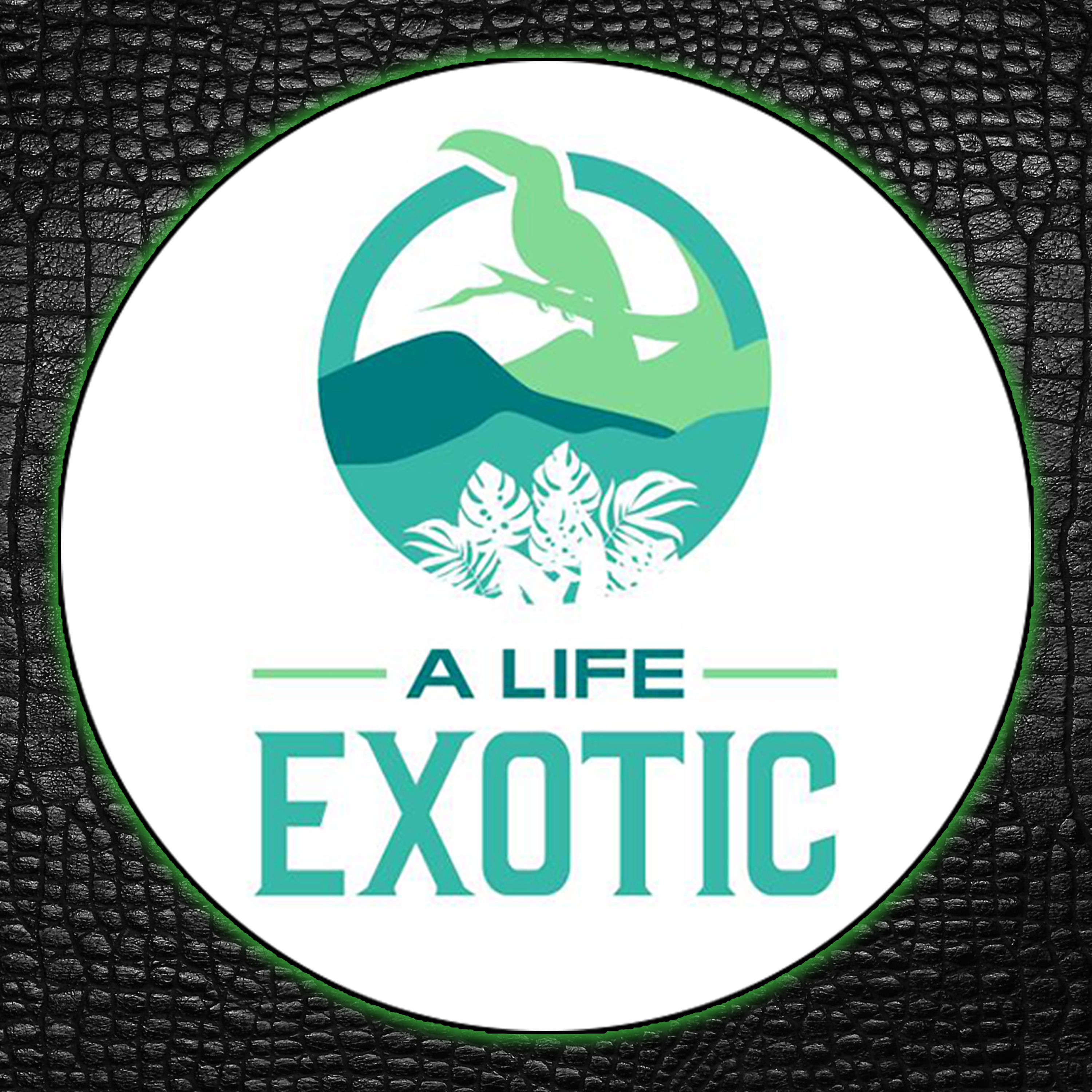 ReptiChat - UK Reptile Podcast
