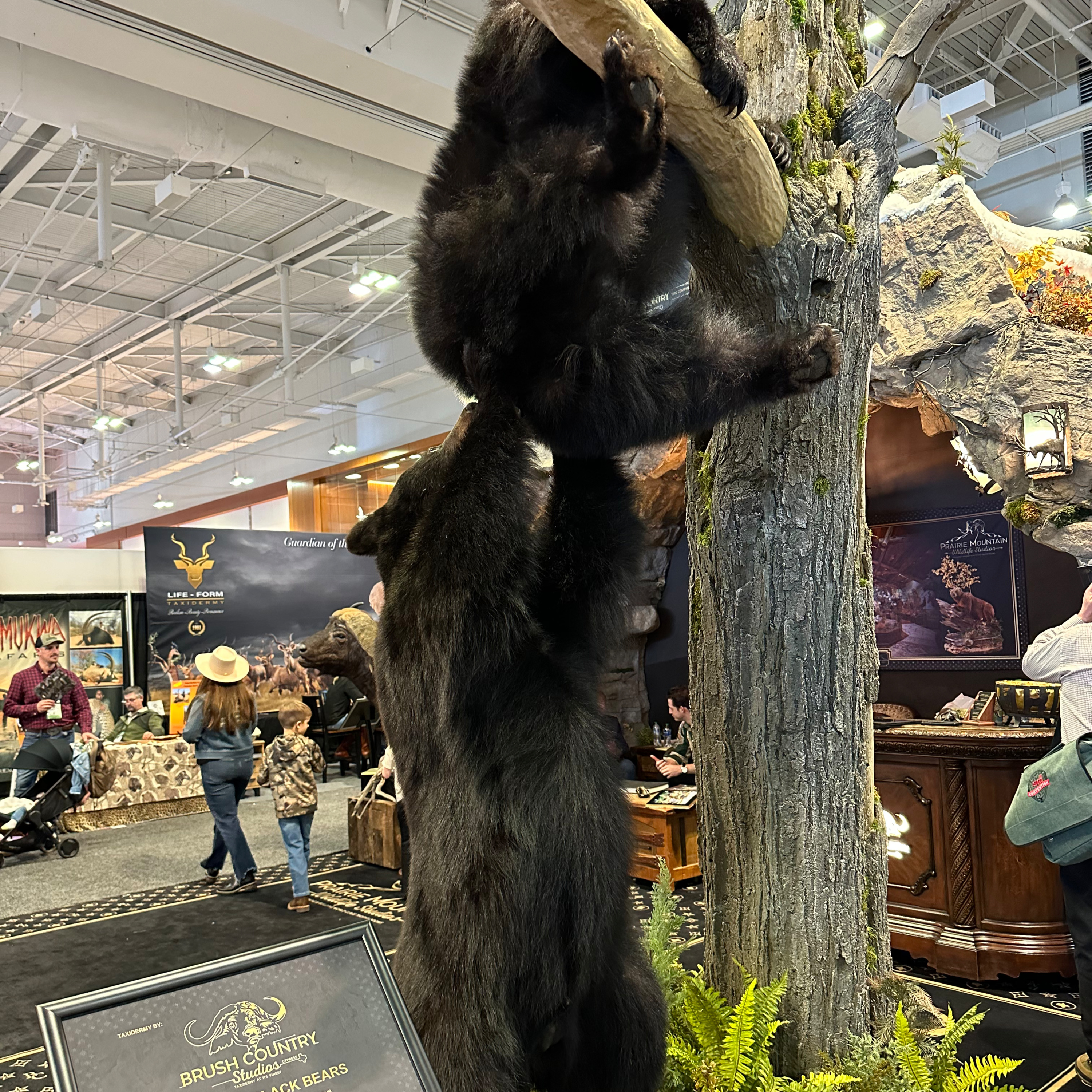 Western Special: Upcoming Arizona Bear Hunt