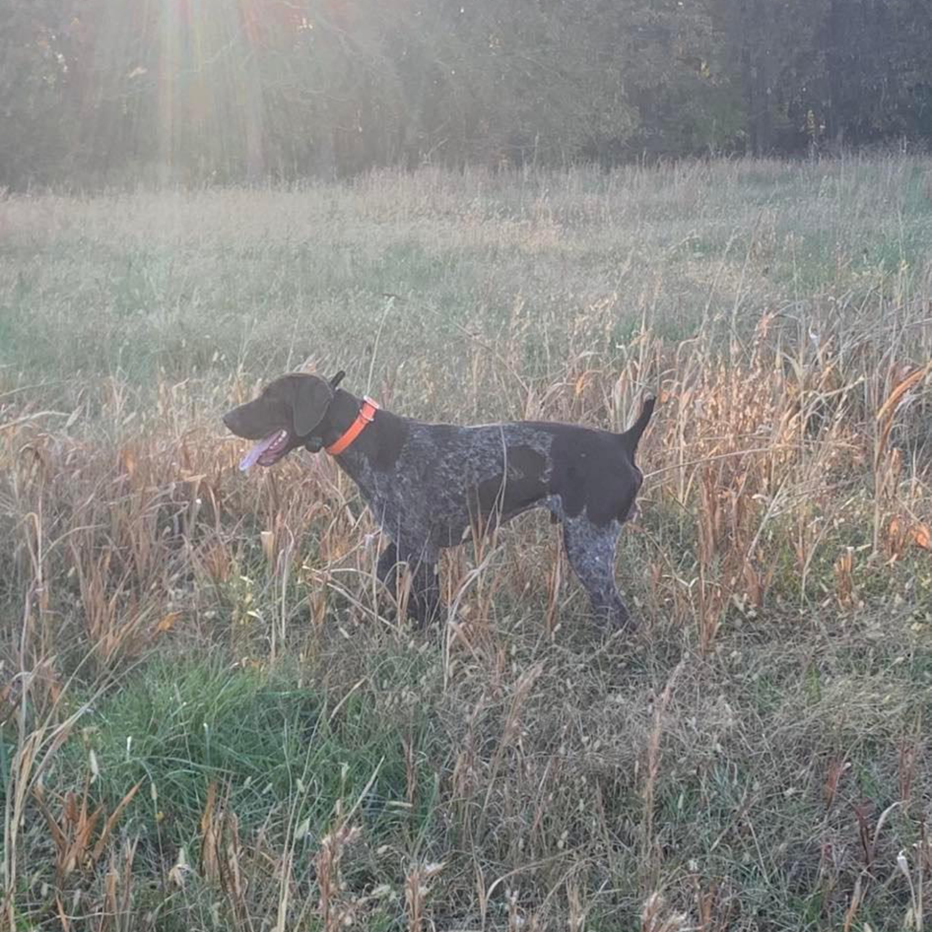 Gentleman Bob: Our Take on Bobwhite Quail