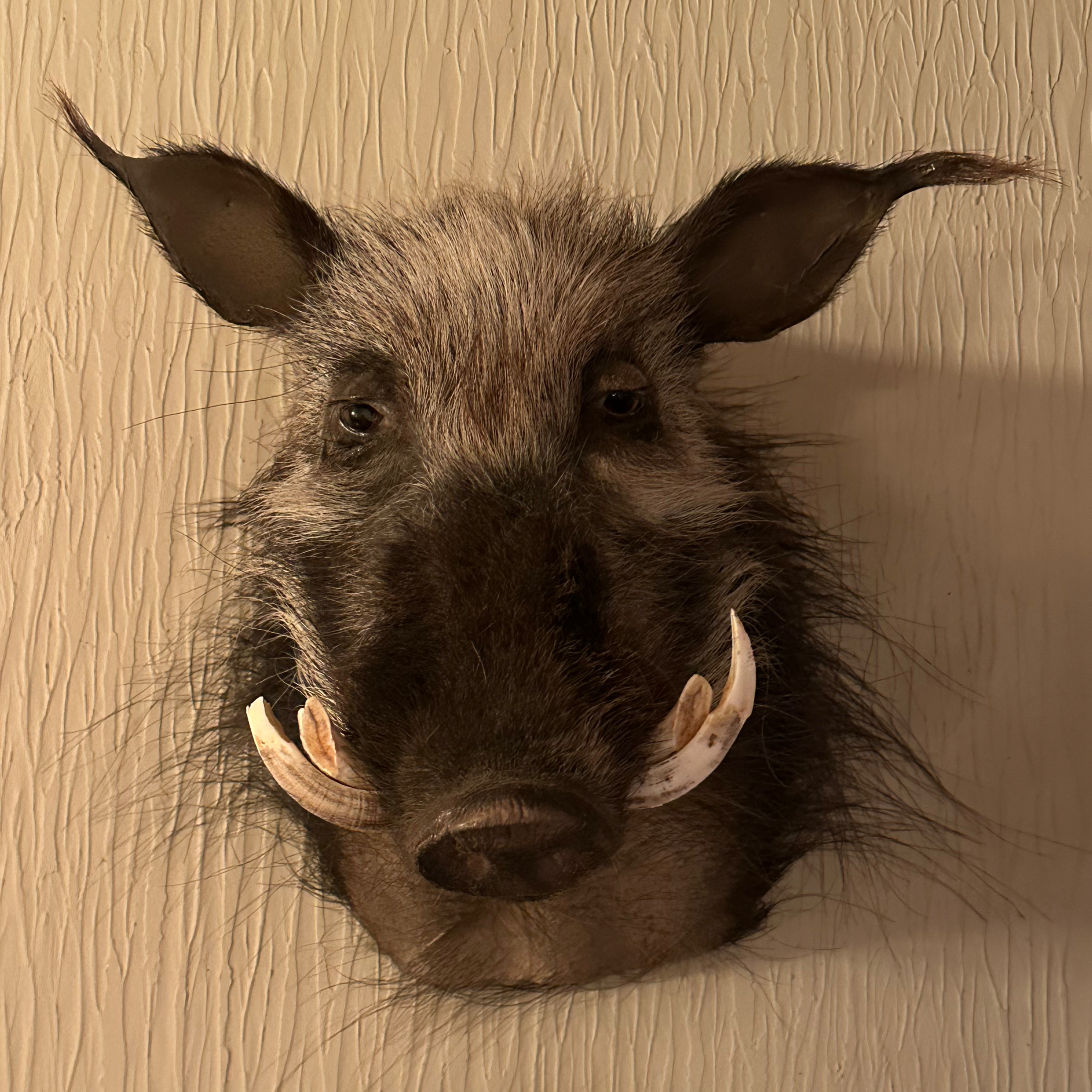 Underrated Plains Game Species Part 1