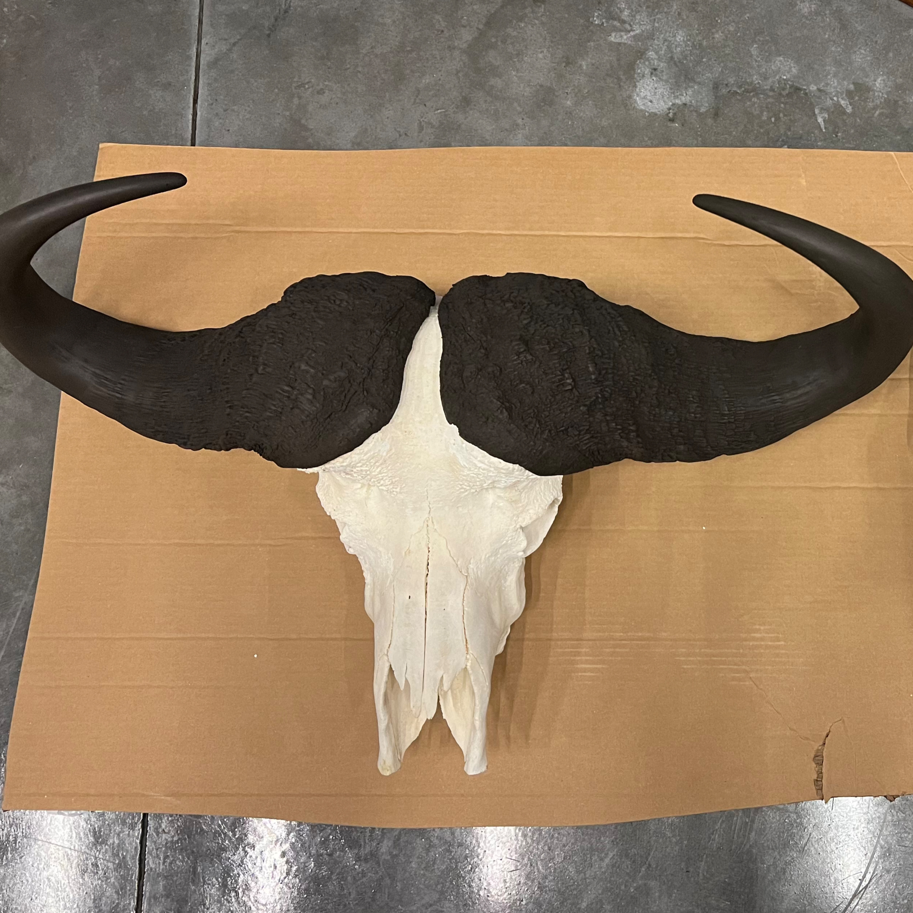 Pro Tips in Passing No. 14- Taxidermy, Import Brokers, & Videography
