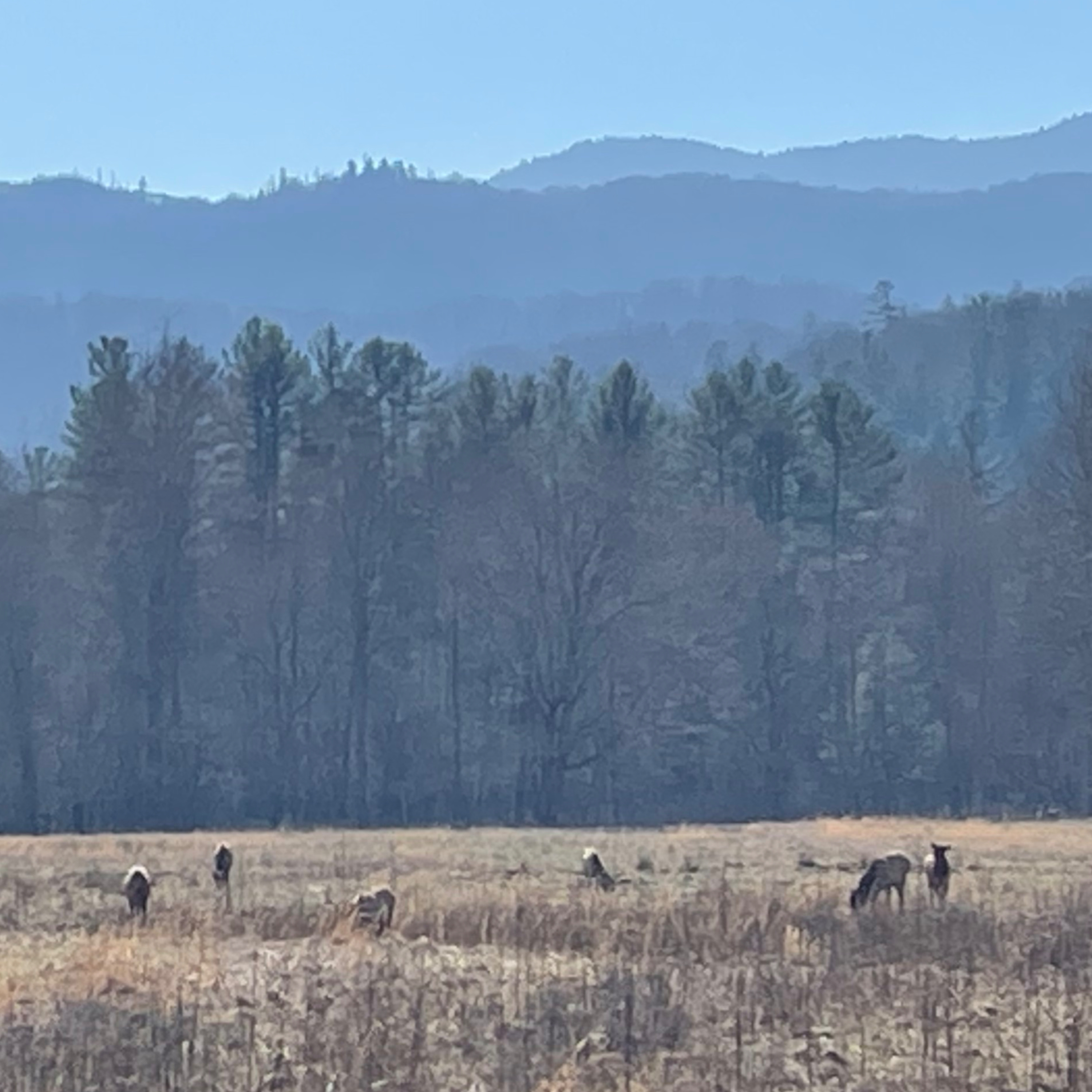 3 Guns for Hunting North America